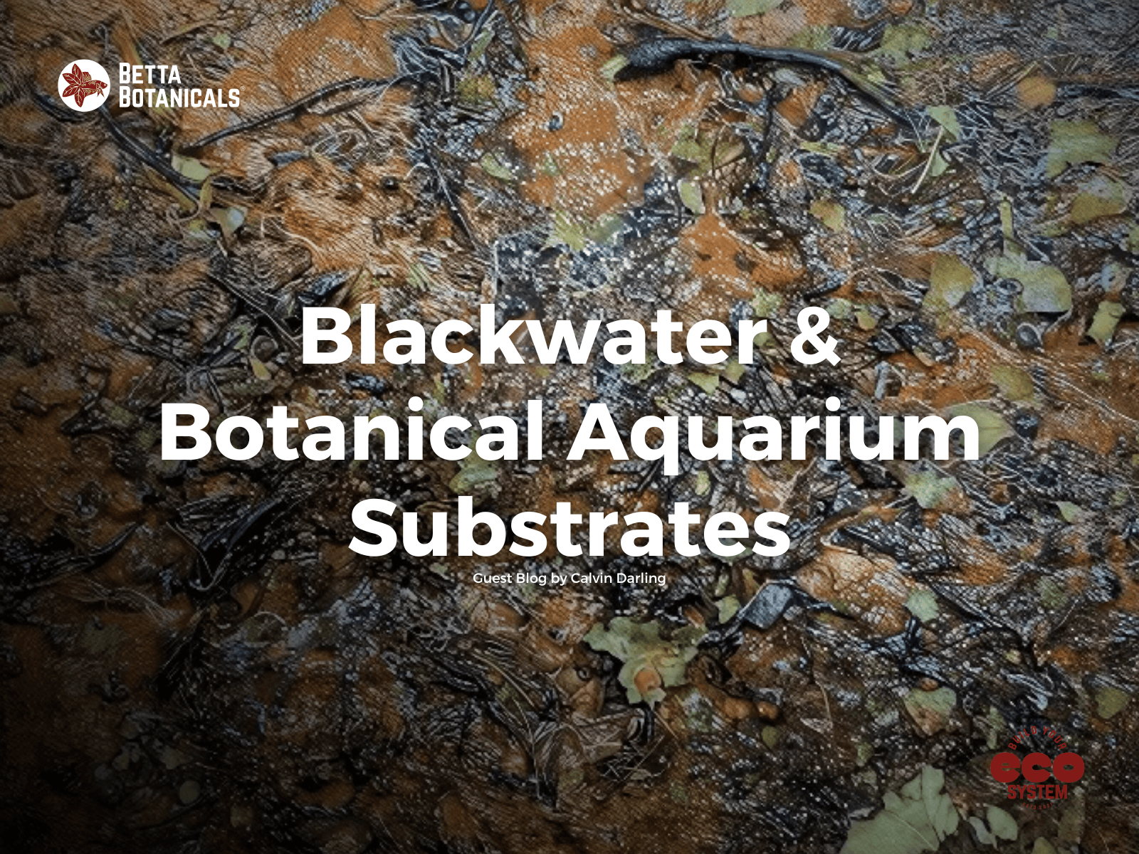 Picture of The Importance of Substrate in Botanical Aquariums | Betta Botanicals ...