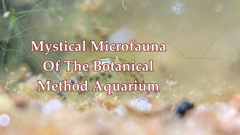 An small and translucent amphipod in a botanical method aquarium at Betta Botanicals.