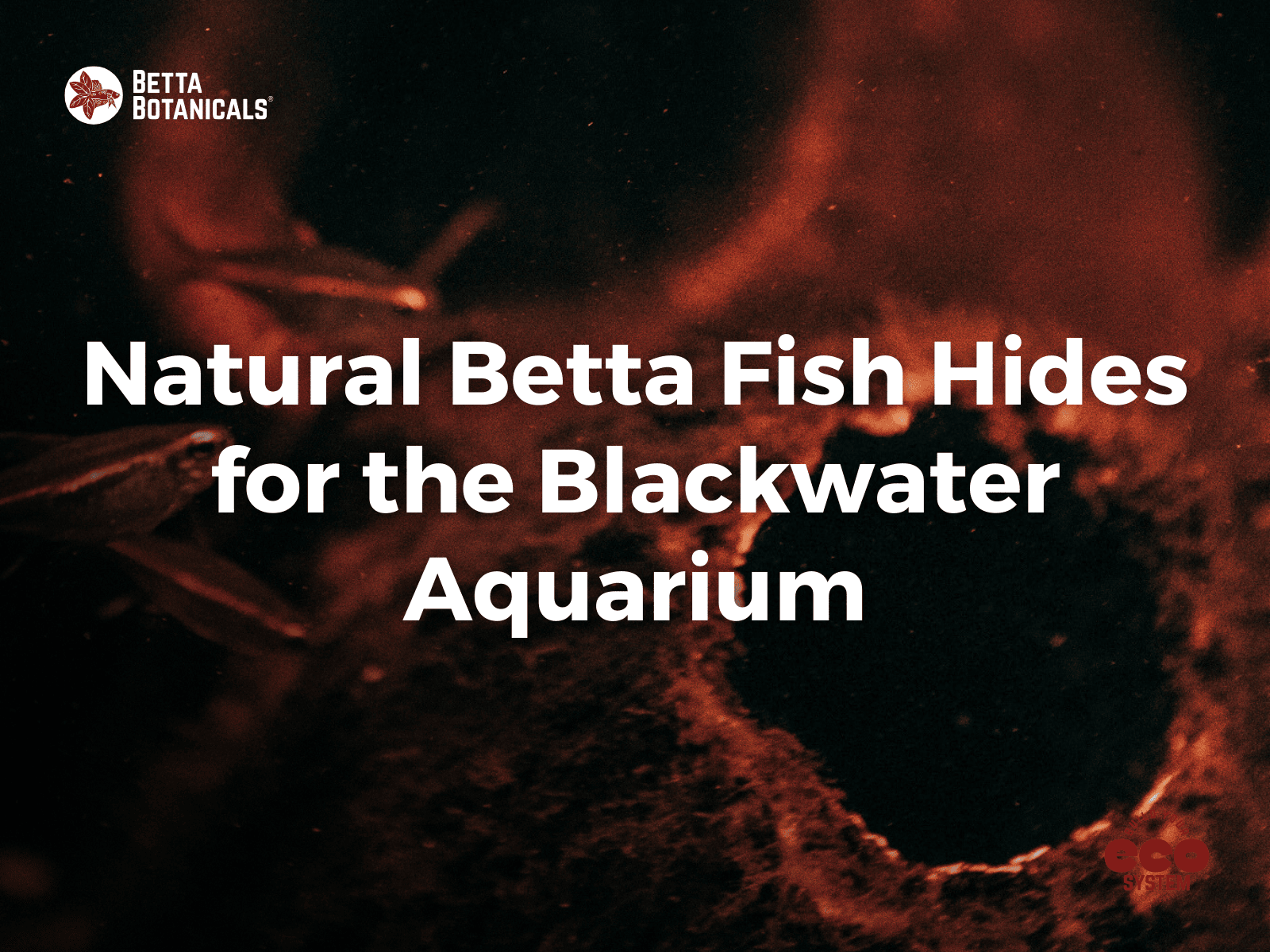 Natural Betta fish hides for blackwater aquariums, providing shelter and enhancing the naturalistic environment for stress-free habitats at Betta Botanicals.