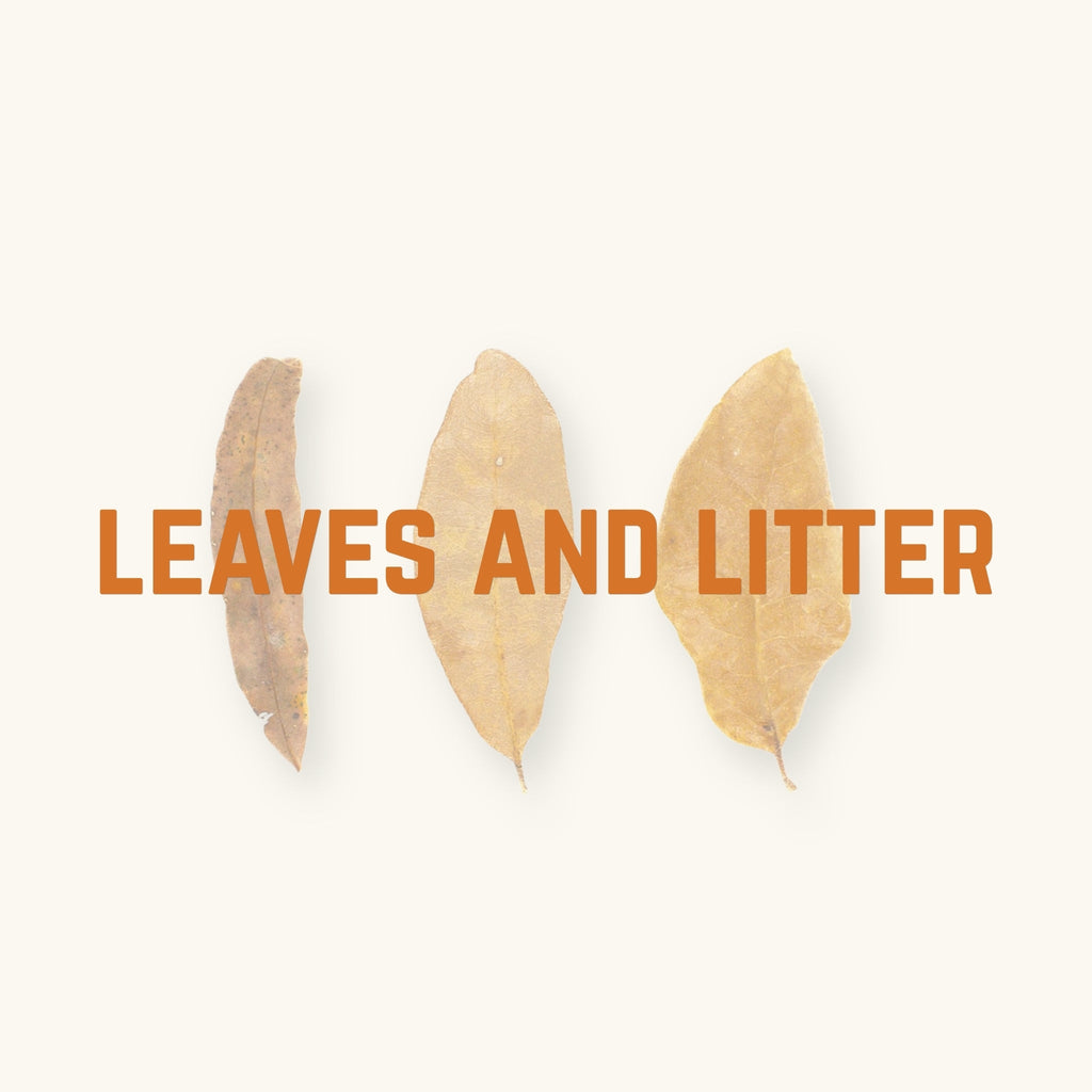 Premium Leaf Litter for Aquariums Betta Botanicals Betta Botanicals