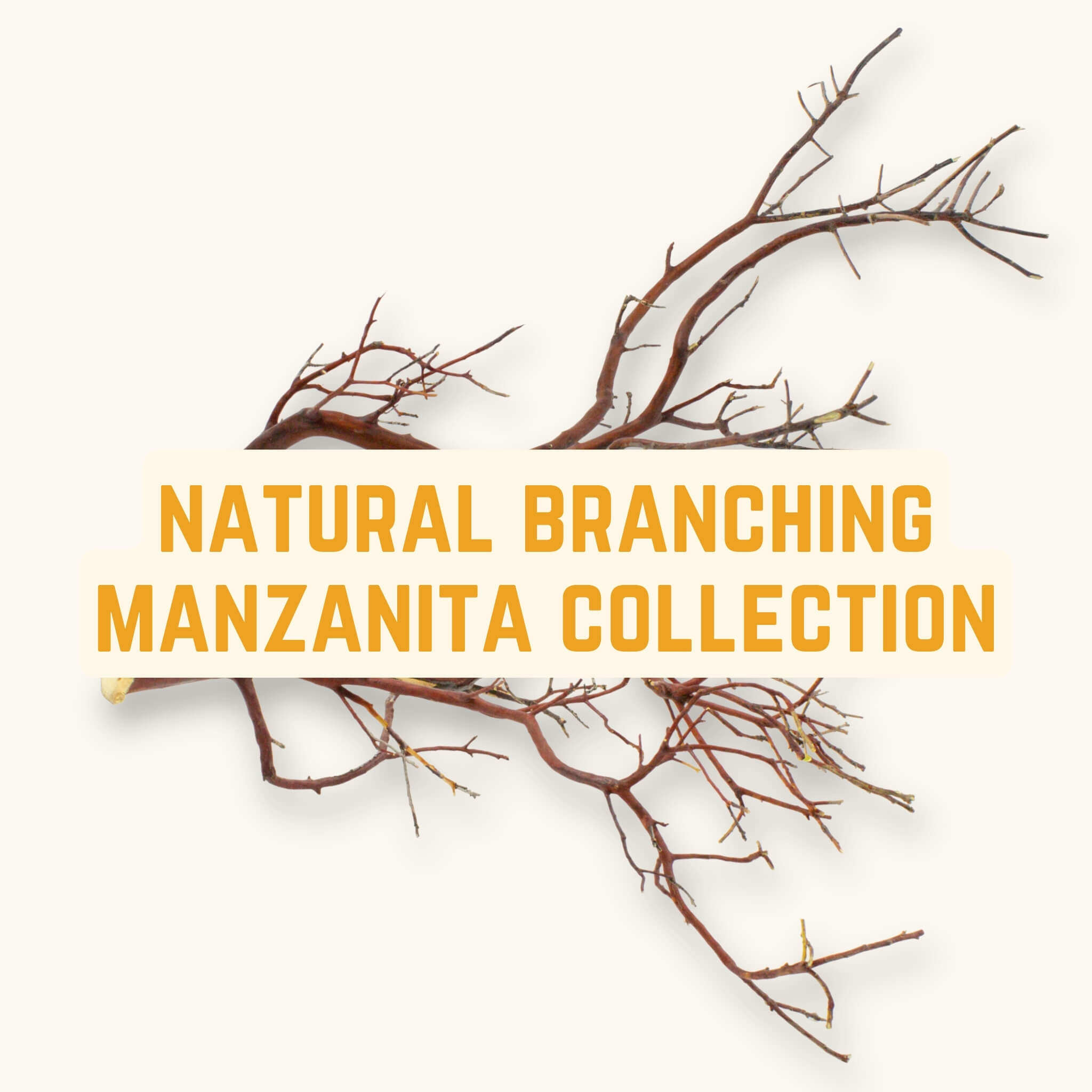 Natural Branching Manzanita | WYSIWYG Pieces