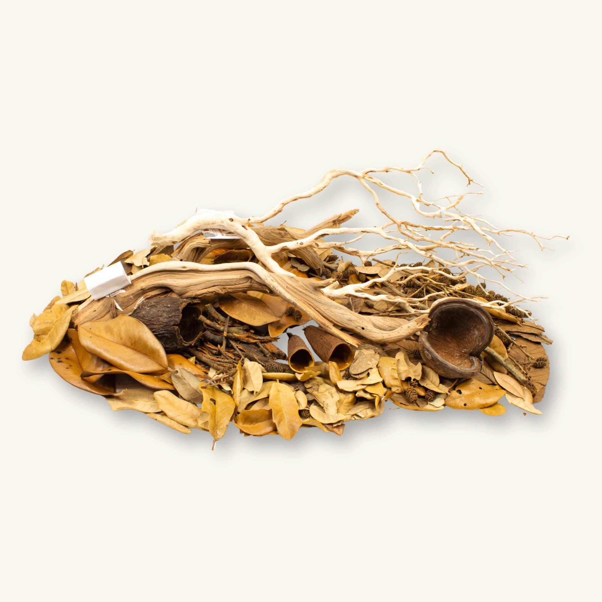 A group of brown, amber, orange leaves, seed pods, manzanita wood, and cones for small blackwater aquariums, photographed on a natural background at Betta Botanicals.