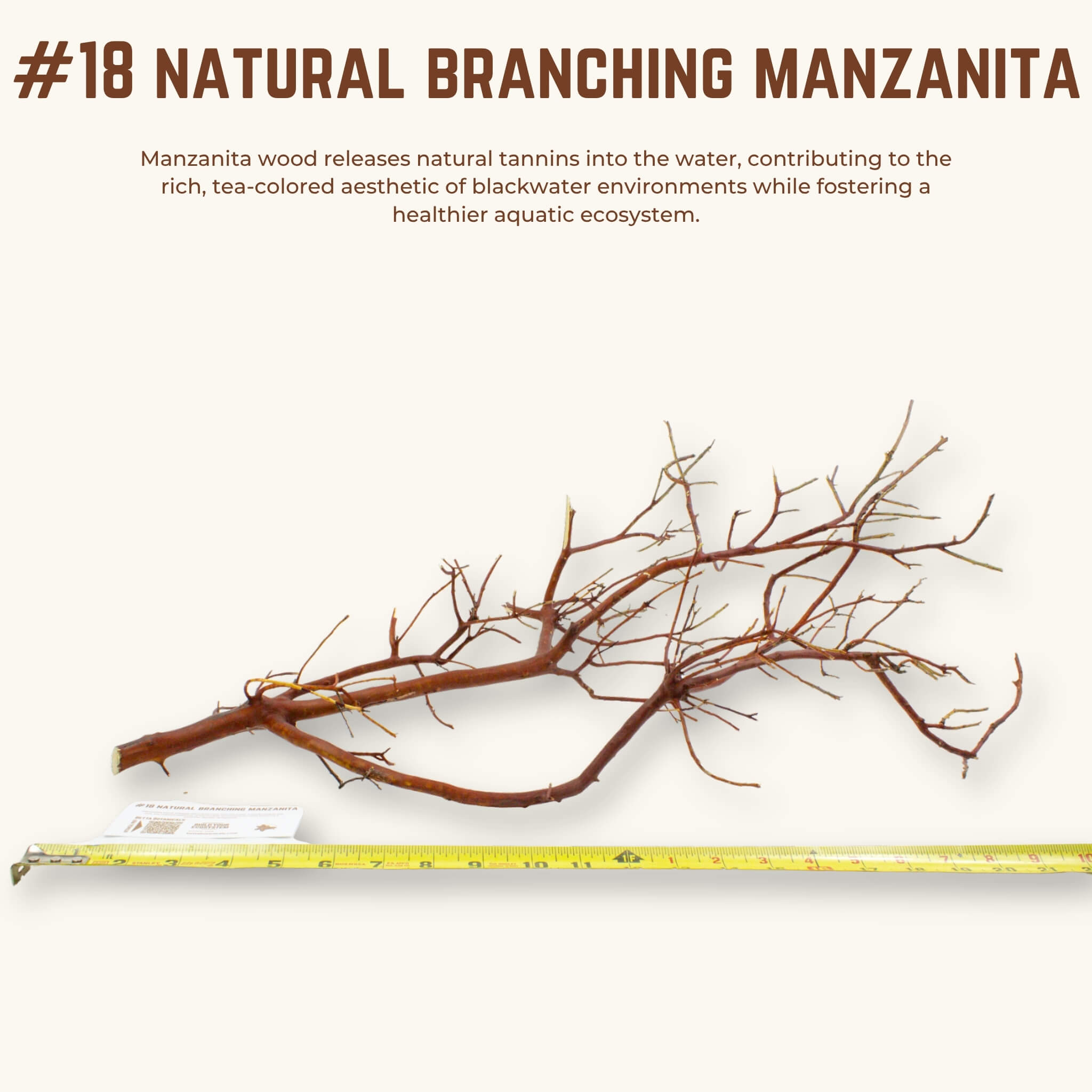 Natural Branching Manzanita | WYSIWYG Pieces