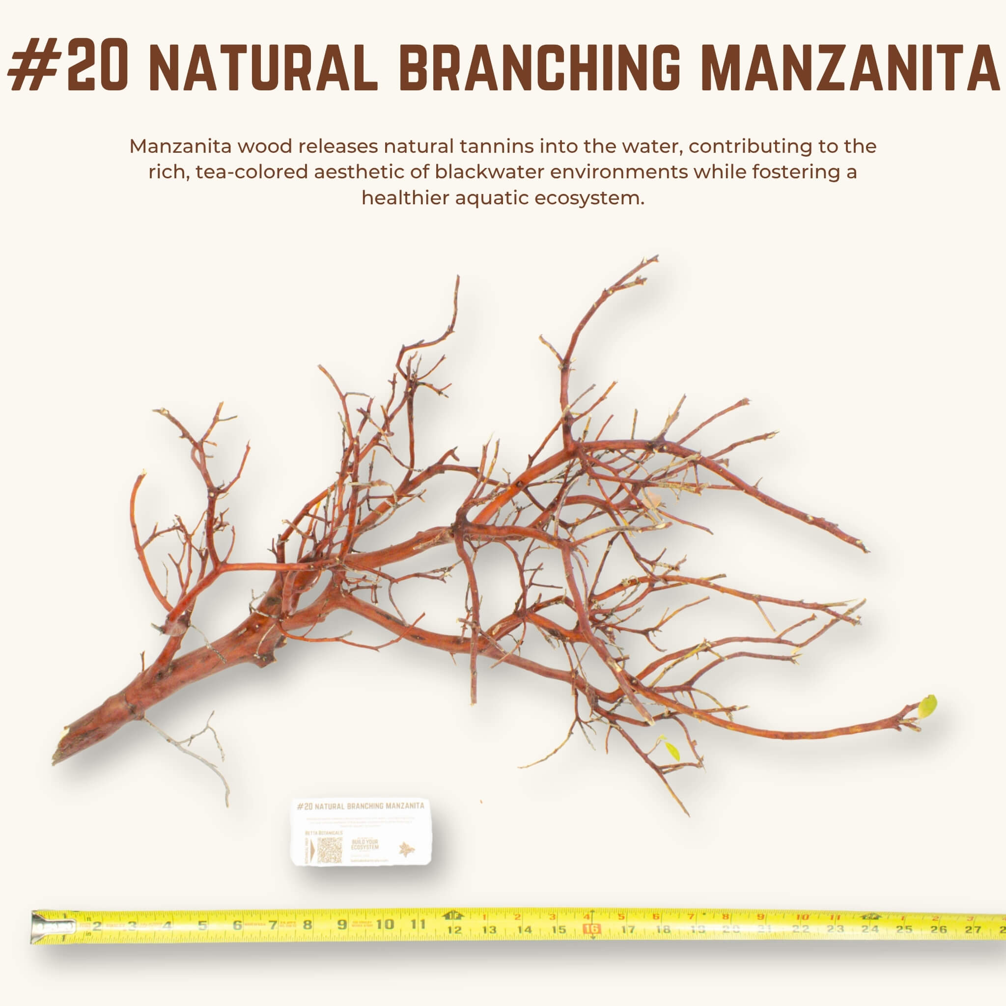 Natural Branching Manzanita | WYSIWYG Pieces