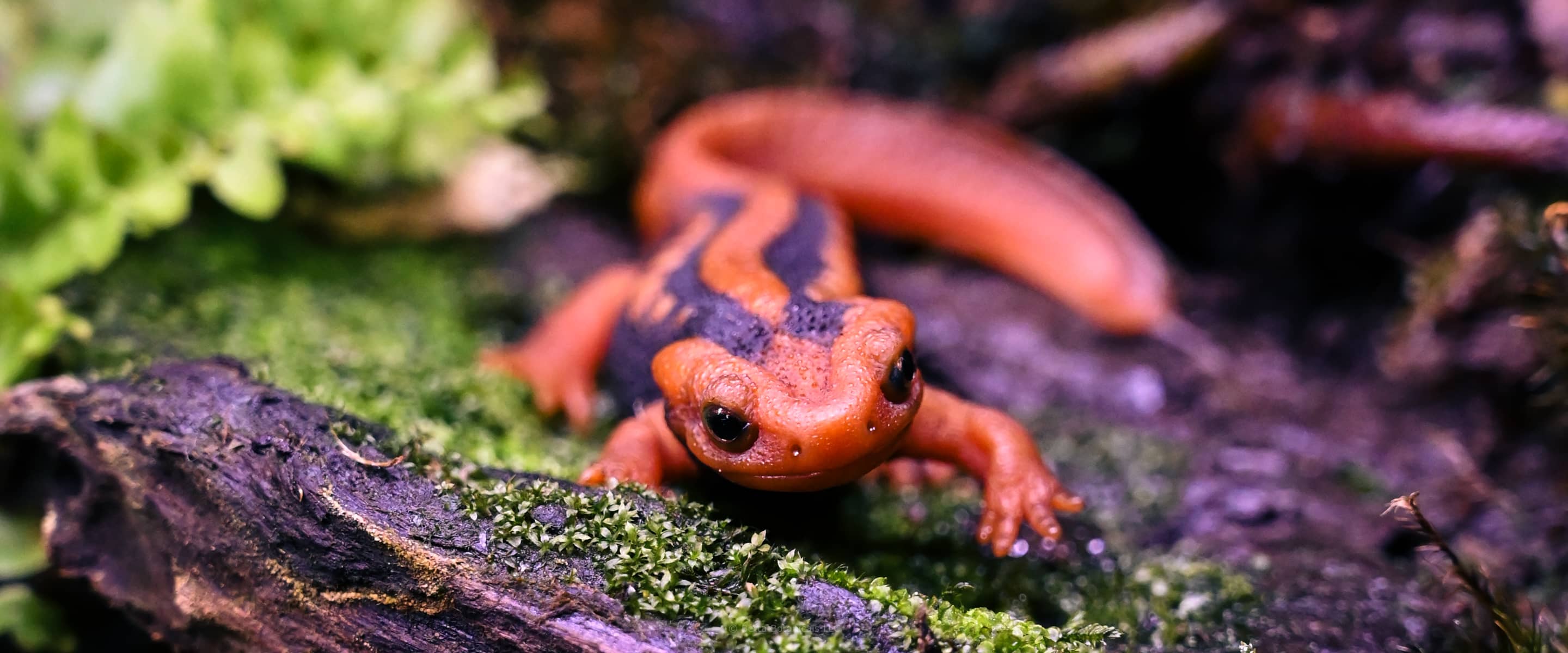 An orange and black emperor newt in a biotope inspired paludarium with green moss and ferns at Betta Botanicals.