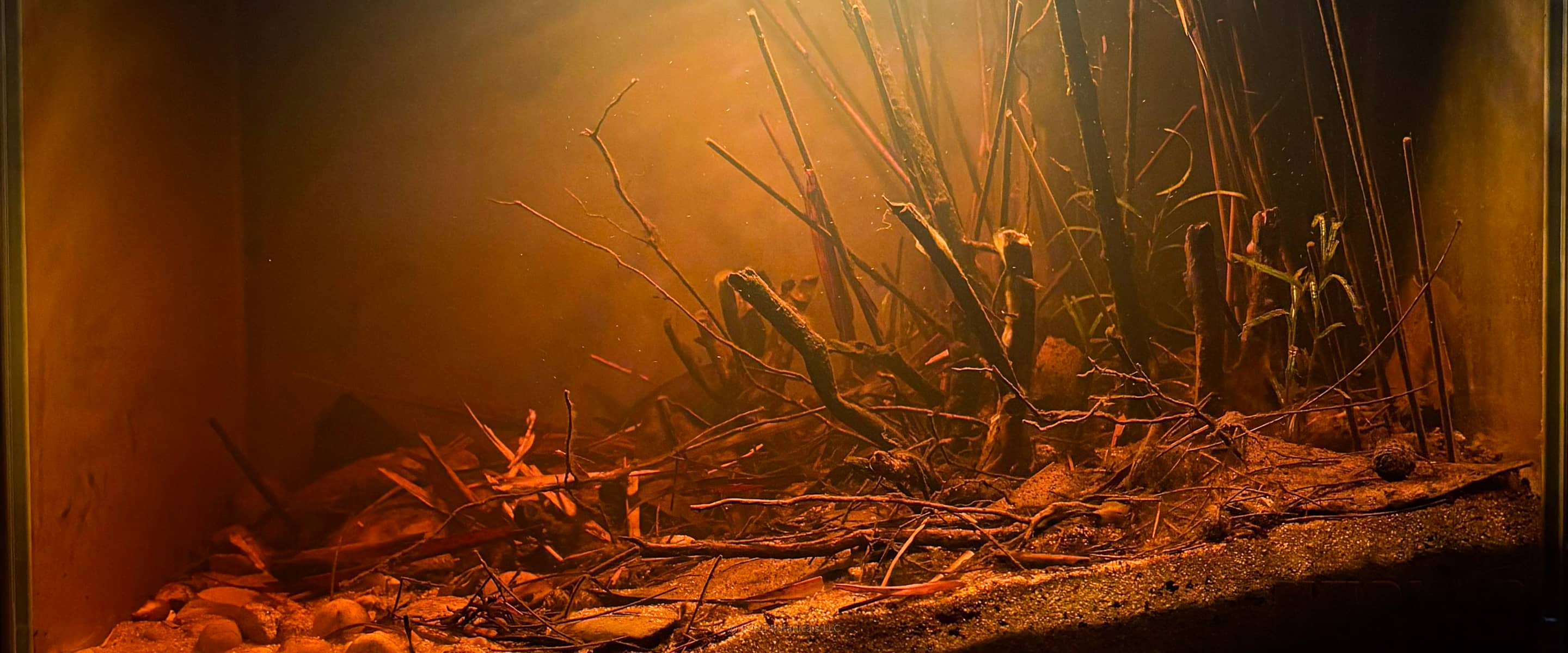 A brown/black tinted water South American Biotope Aquarium with twigs, cones, and leaf litter at Betta Botanicals.