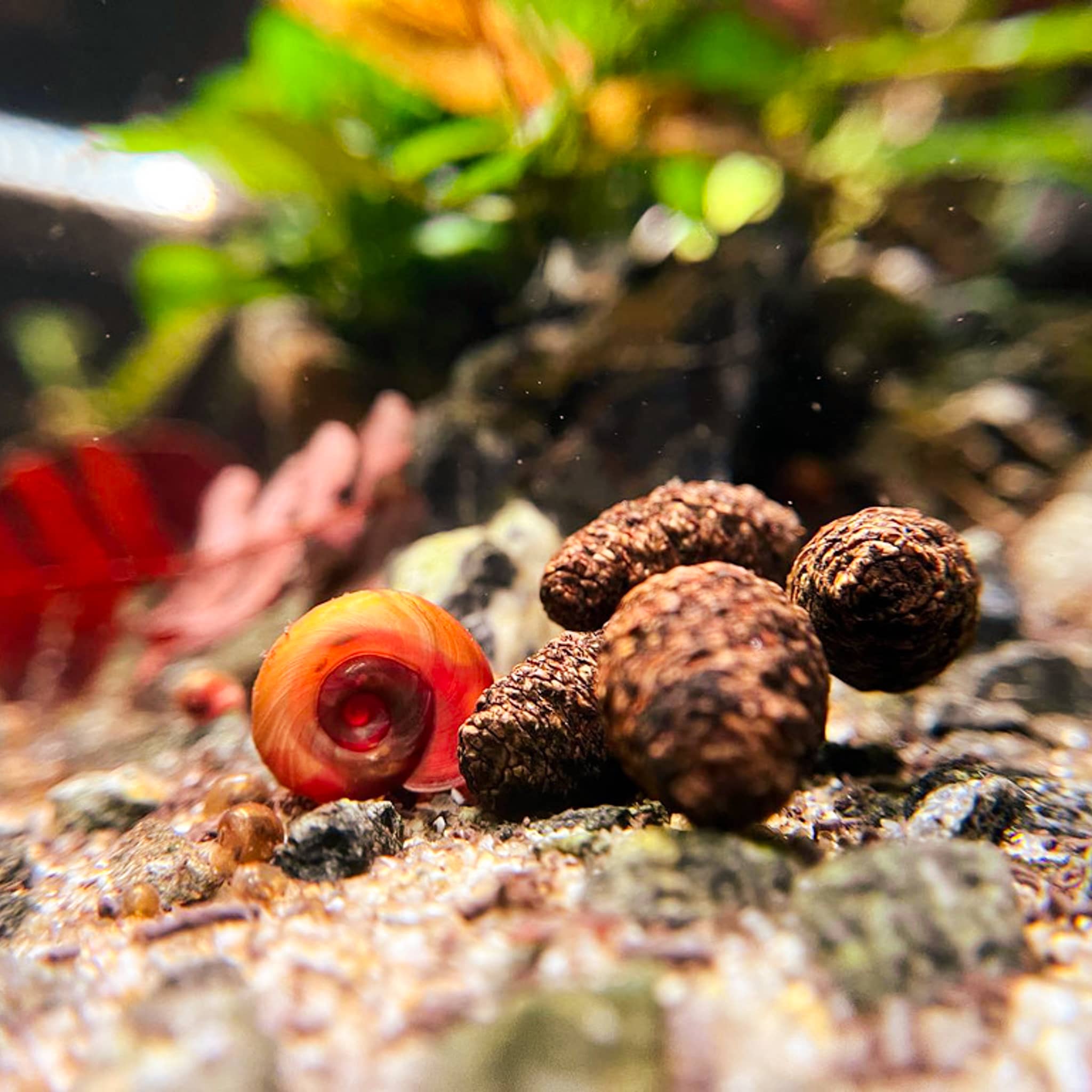 A red ramshorn snail in a blackwater botanical method aquarium with alder cones at Betta Botanicals.