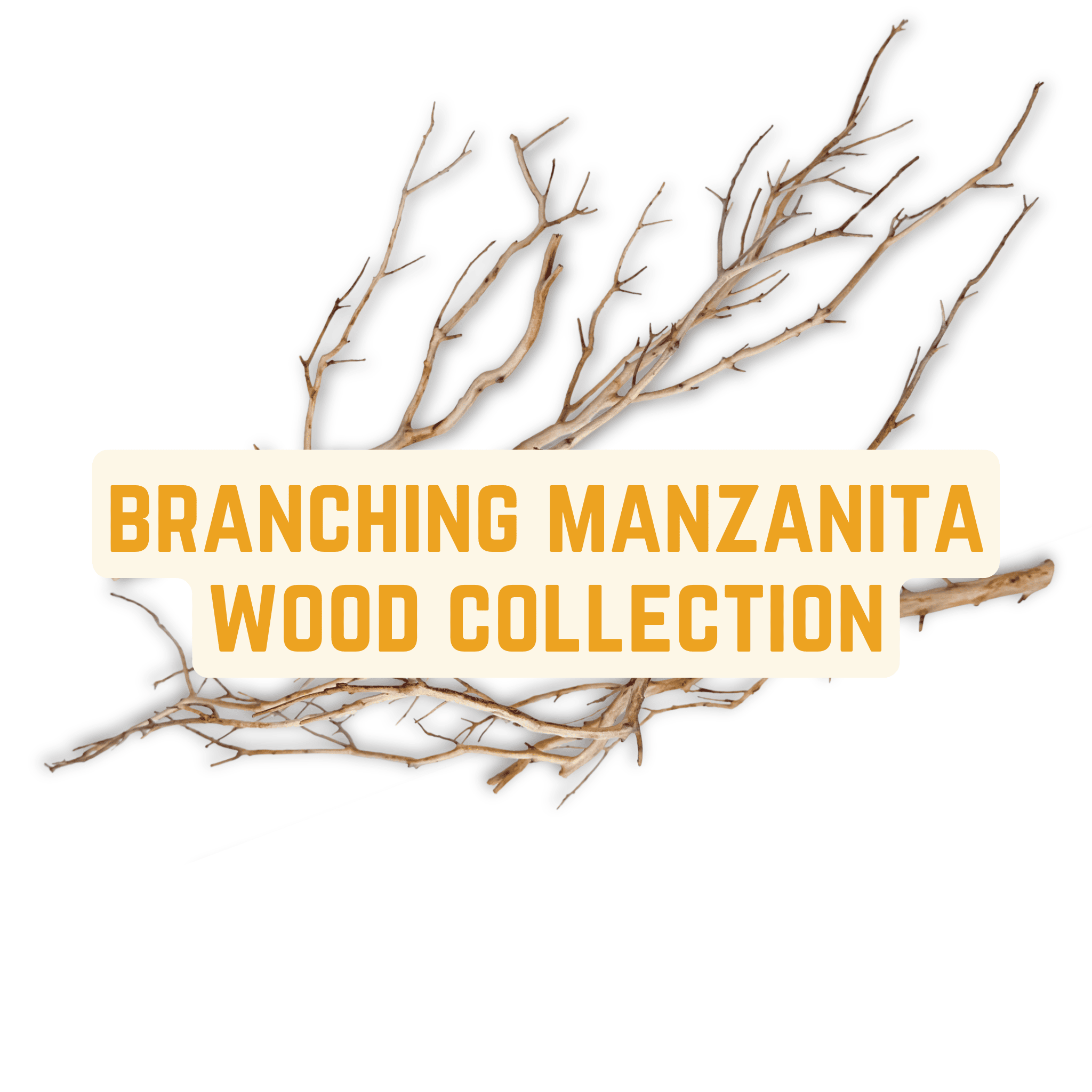 Branching manzanita driftwood for planted blackwater aquariums and bioactive enclosures at Betta Botanicals.