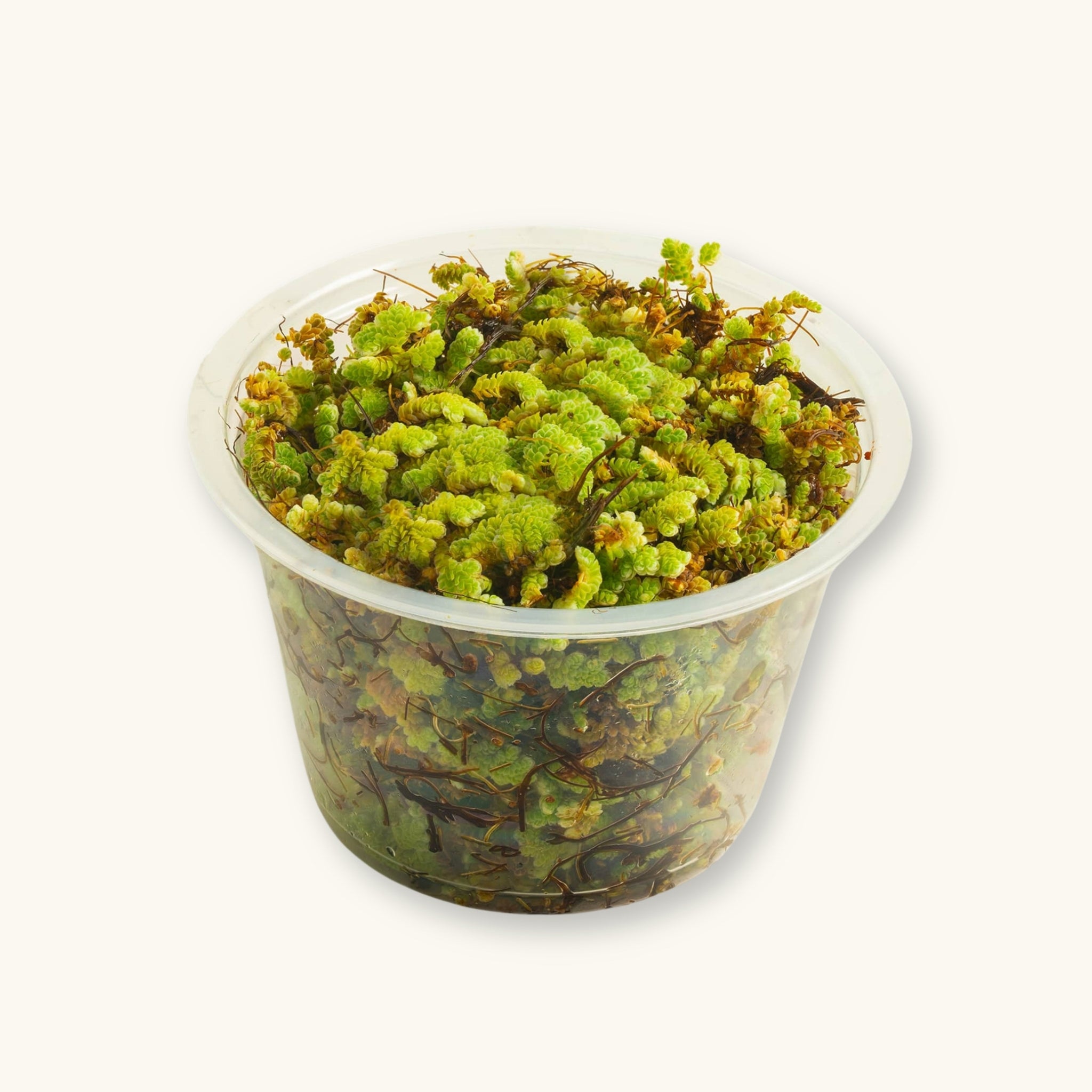 aquarium seeds plant Azolla Caroliniana for Blackwater Aquariums