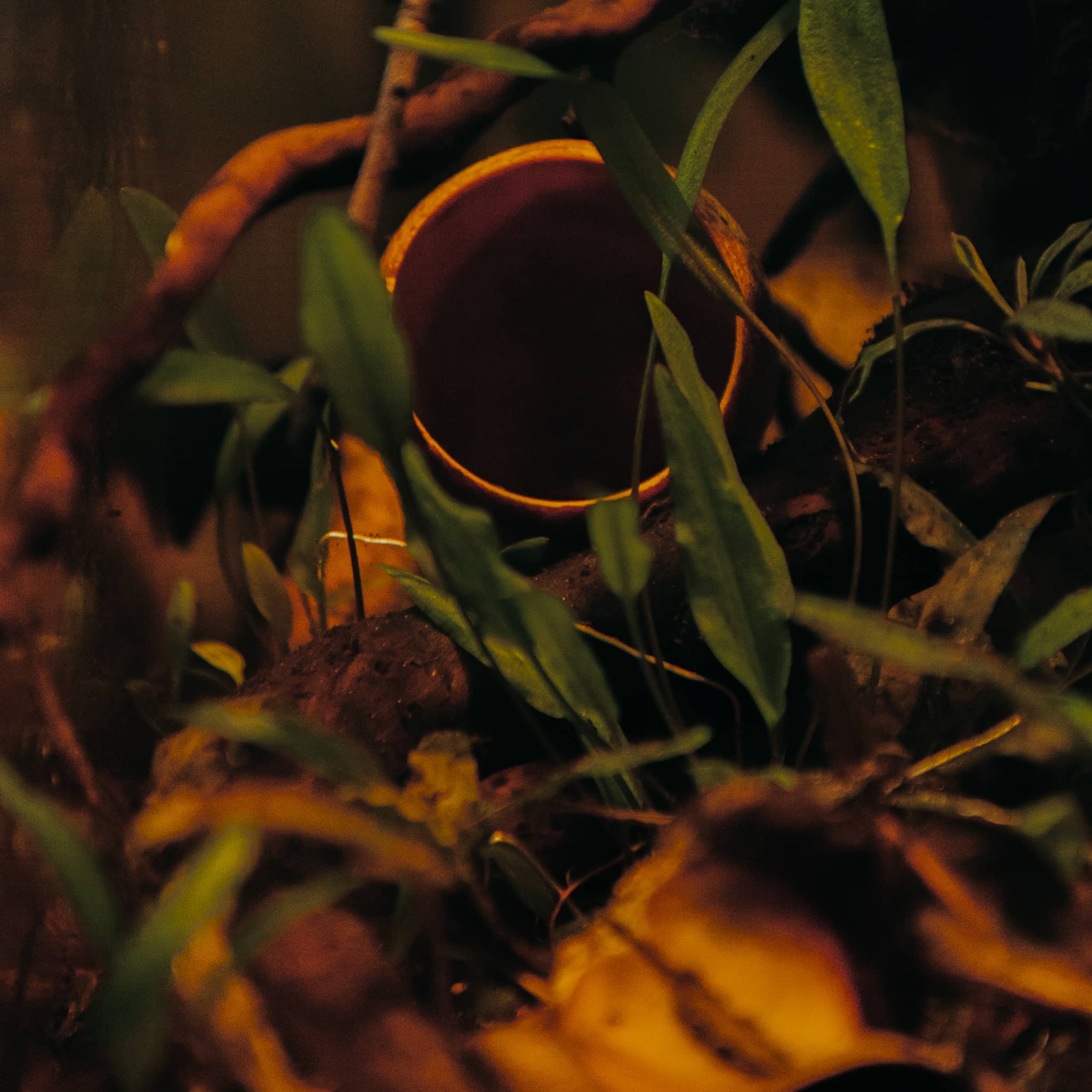 A brown and yellow seed pod in aquarium plants for blackwater biotope aquariums at Betta Botanicals for aquarium fish.