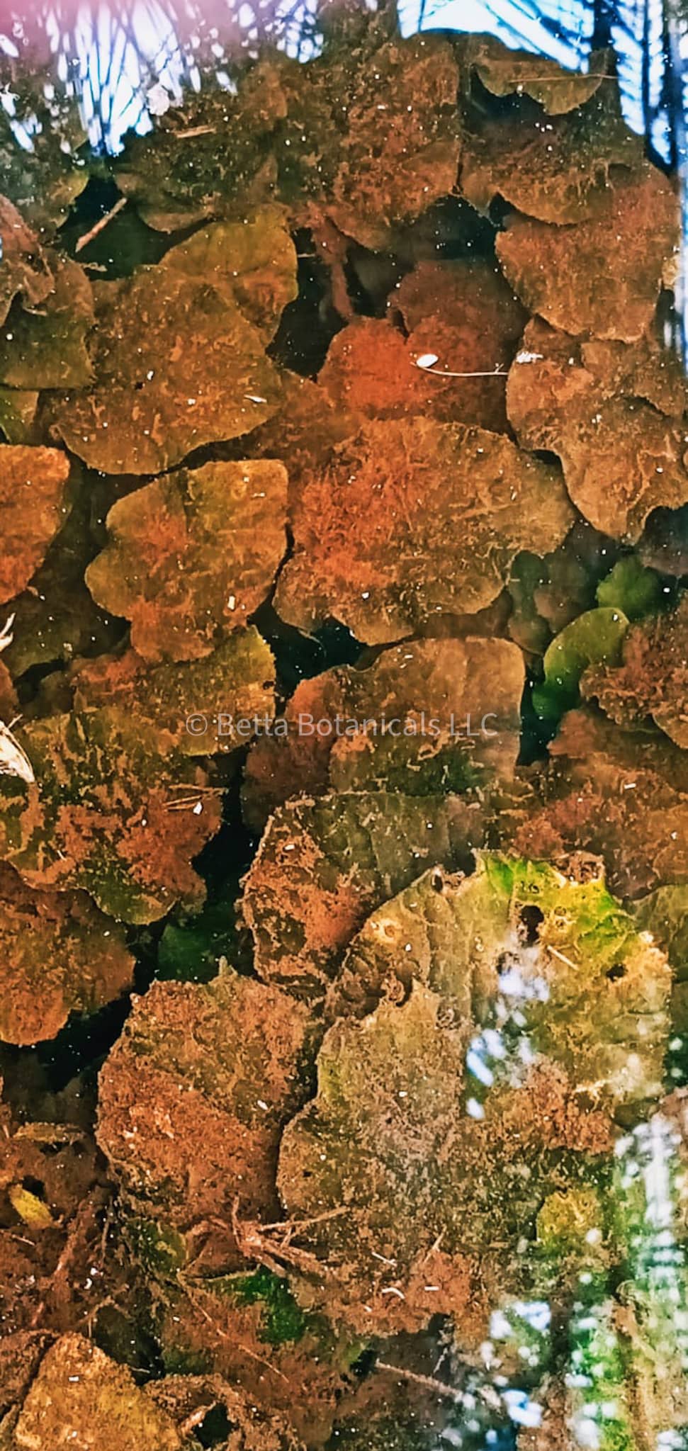 Barclaya (water spinach) in the blackwater biotope habitat of trigonopoma gracile in Jambi, Sumatera by Betta Botanicals.