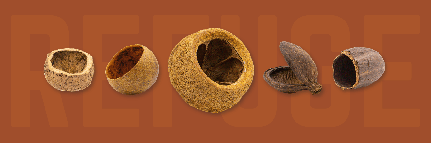 A flat lay graphic of brown, tan, and black aquarium seed pods on a dark cacao background color at Betta Botanicals.
