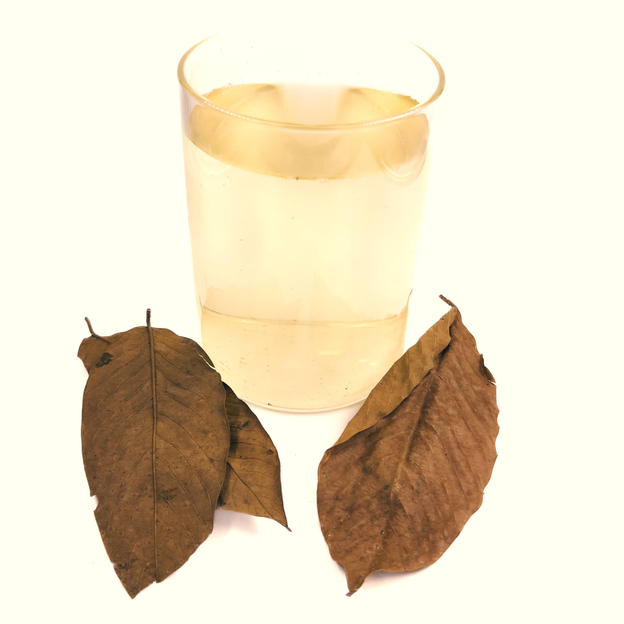 A glass jar of soft yellow water from blackwater aquarium tannins from cows ears leaf litter at Betta Botanicals.