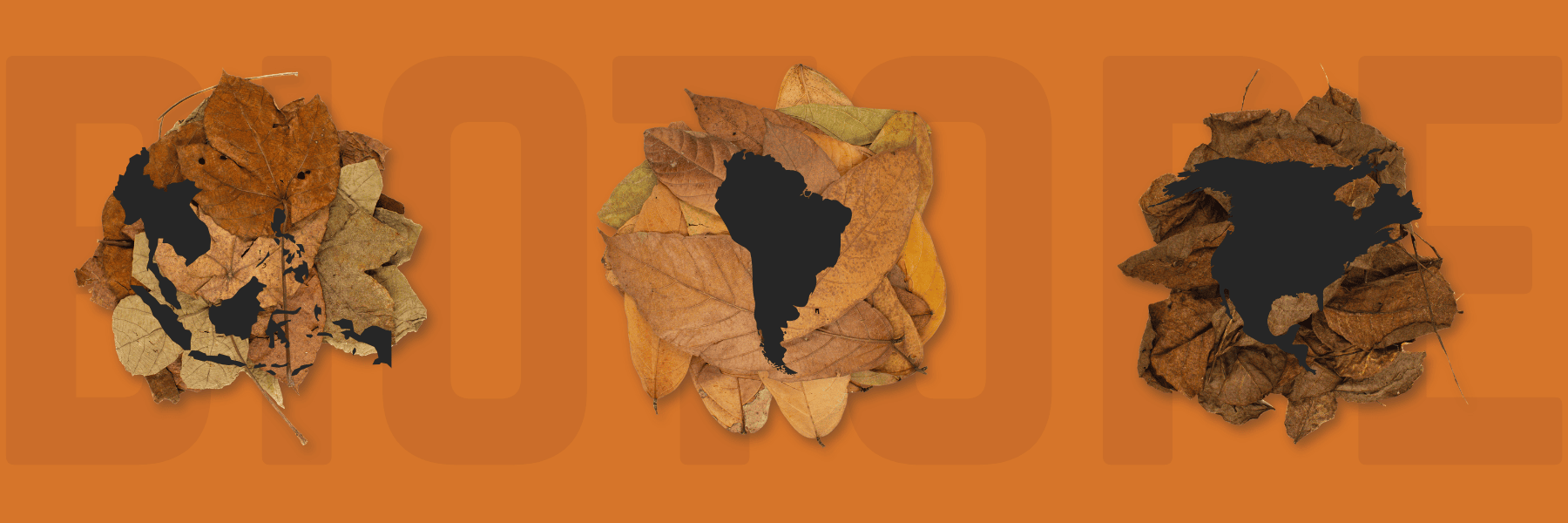 A graphic of leaf litter laid out flat against a burnt orange background, with Indonesia, South America, and North American continents over top at Betta Botanicals.