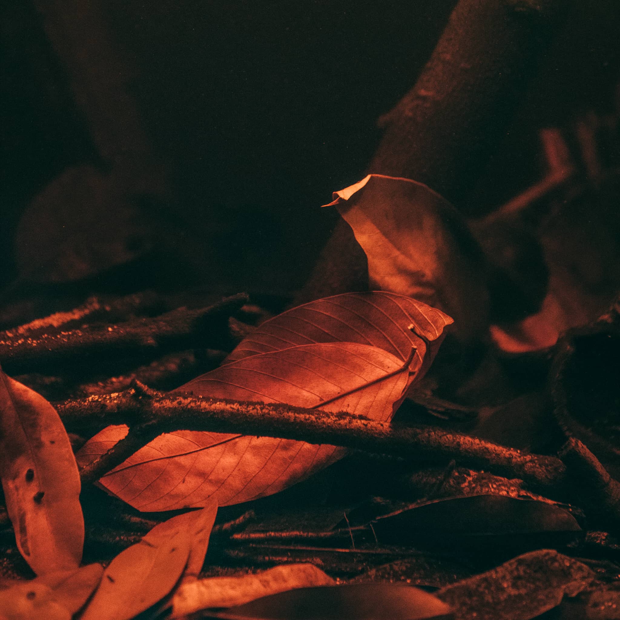 A pile of brown and tan aquarium cows ears leaf litter sit on the gravel of a biotope aquarium at Betta Botanicals.