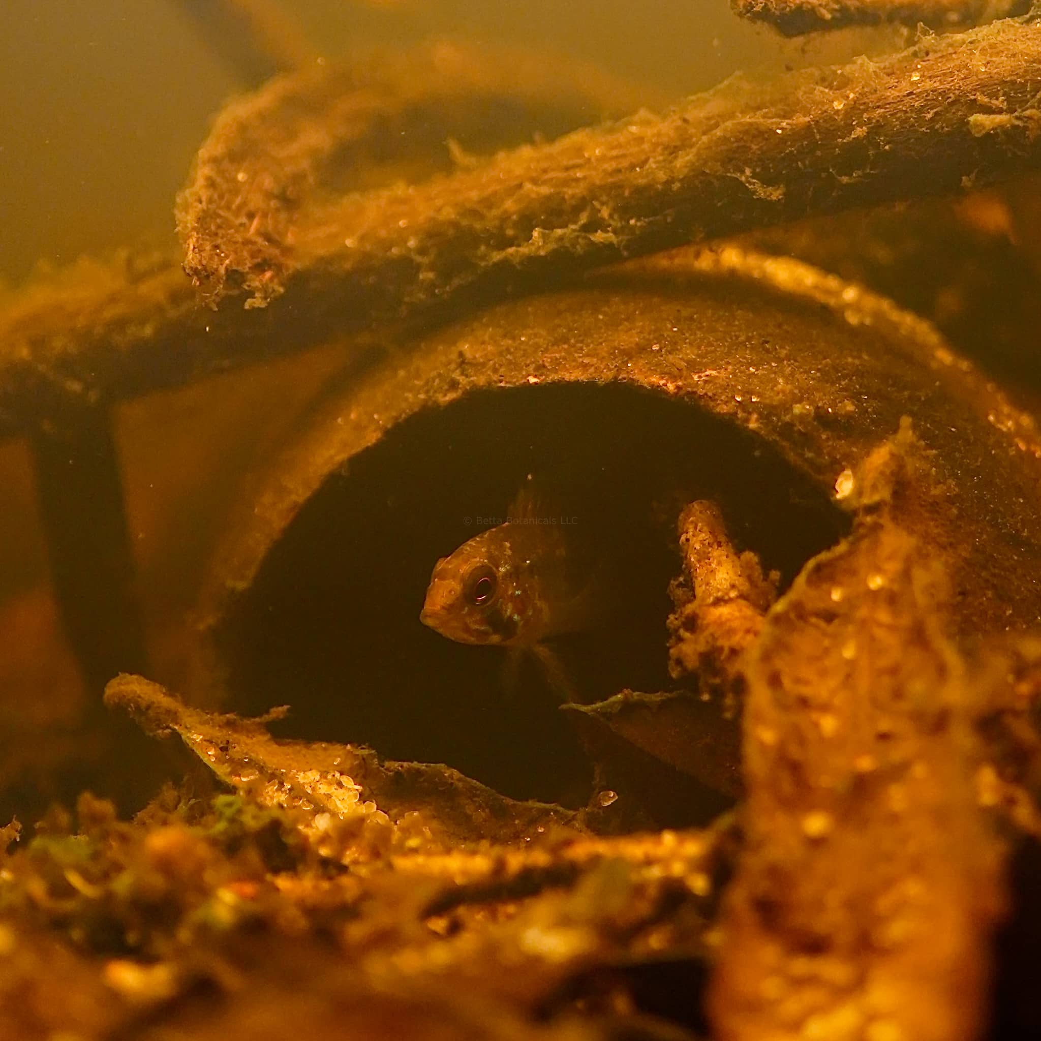An apistogramma hiding inside of a dark brown bael seed pod nested into a leaf litter substrate with detritus. Photographed by Ryan Schmidt.