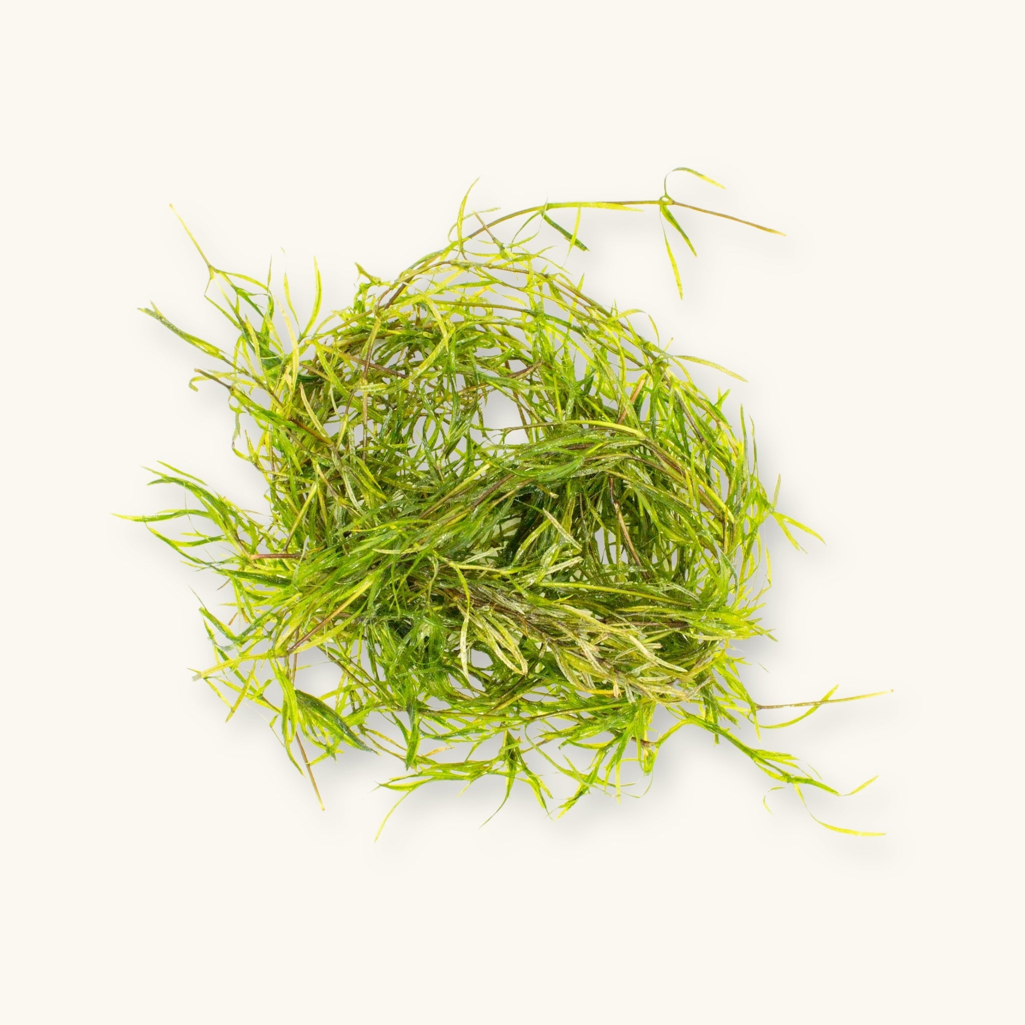 Guppy Grass with fine green stems and leaves, photographed on a natural background for blackwater aquarium use at Betta Botanicals.