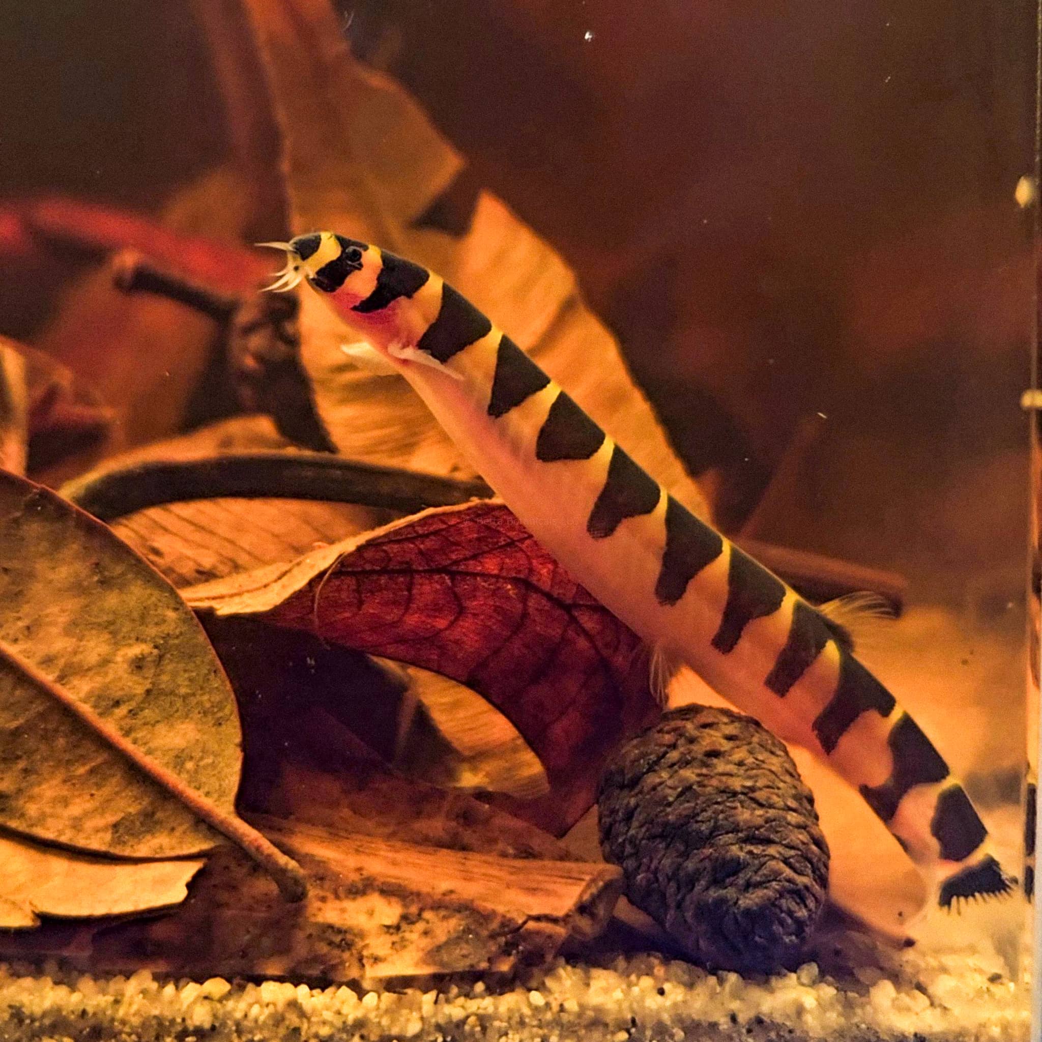 An aquarium full of brown leaf litter and dark brown seed cones with a long-bodied fish resting on the bottom that has black markings on a yellow body. Photographed by Sarah Jameson.