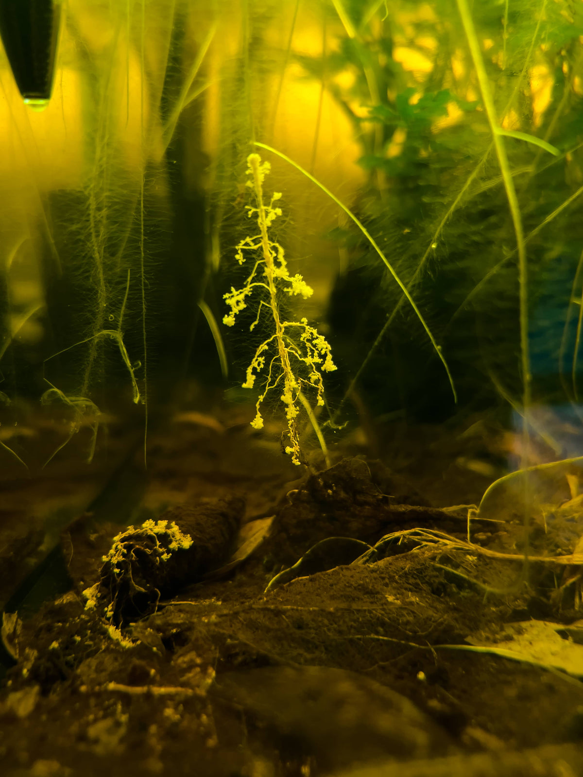 Aquatic Fungal hyphomecetes in a botanical aquarium by Betta Botanicals, aquarium mold, aquarium goo, aquarium gel, white stuff in aquariums.