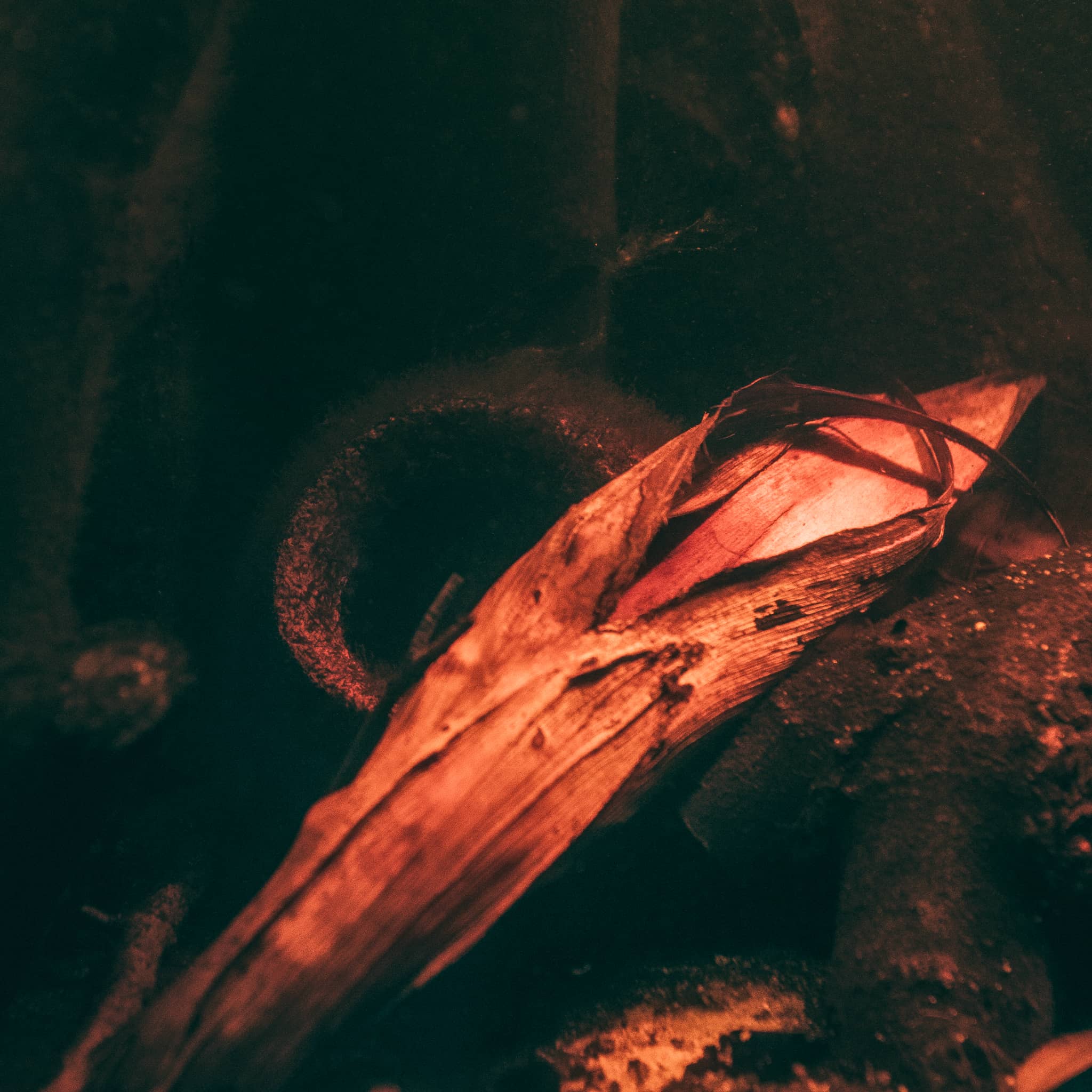 A tan and yellow palm pot sits against the leaf litter bed of a botanical blackwater aquarium at Betta Botanicals.
