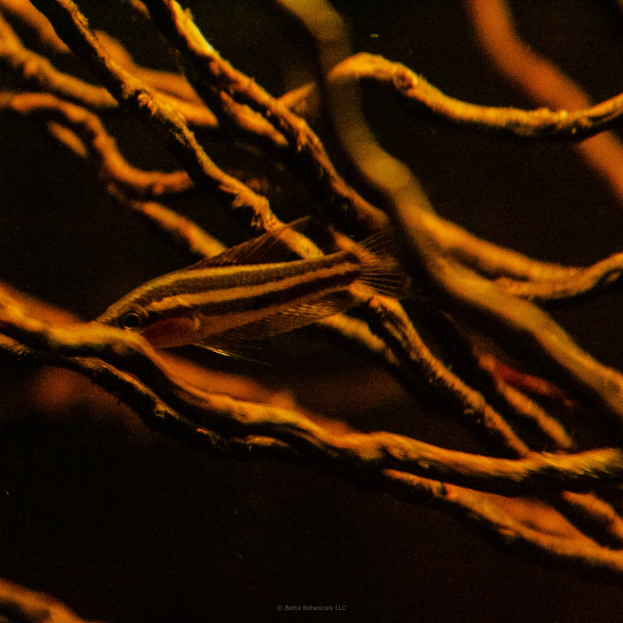 A parosphromenus linkeii foraging amongst the ceylon date palm tendrils of a blackwater aquarium at Betta Botanicals.