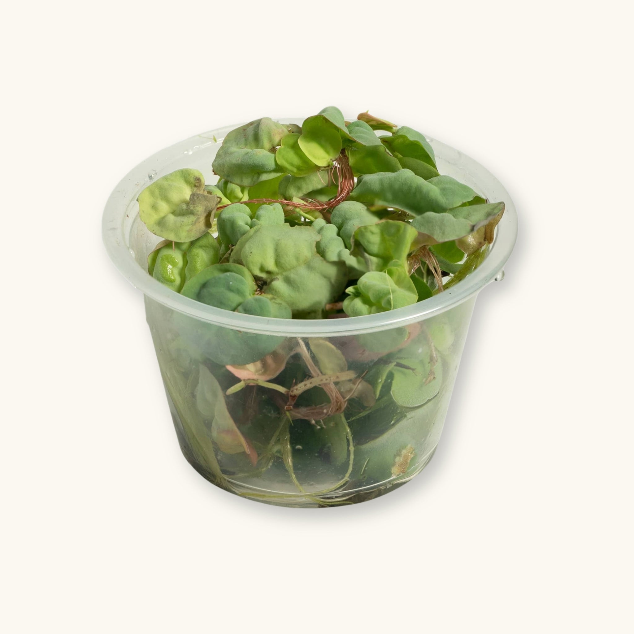 succulent red roots Red Root Floater