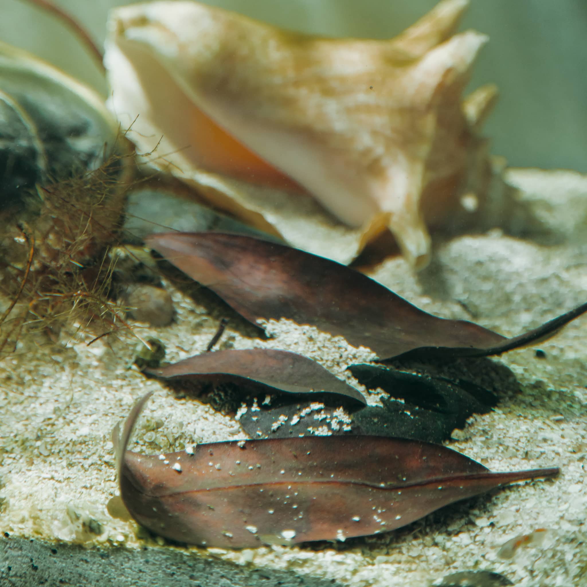 A pile of red mangrove leaves in a clear water brackish aquarium at Betta Botanicals.