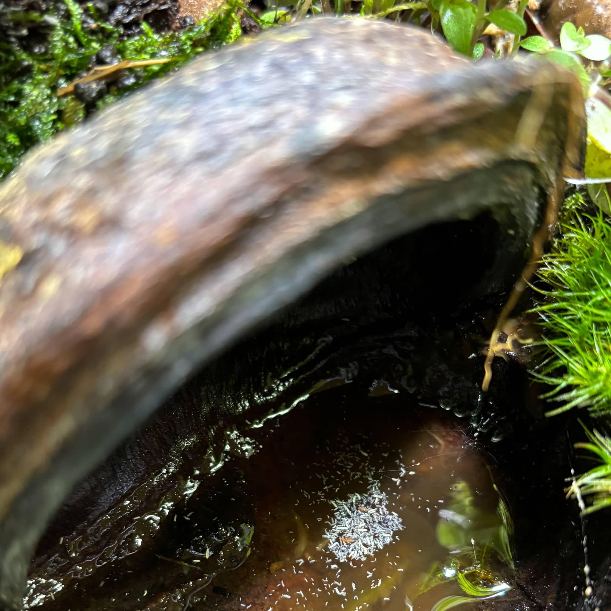 White and gray springtails in a sterculia foetida jungle pod in a bioactive vivarium at Betta Botanicals.