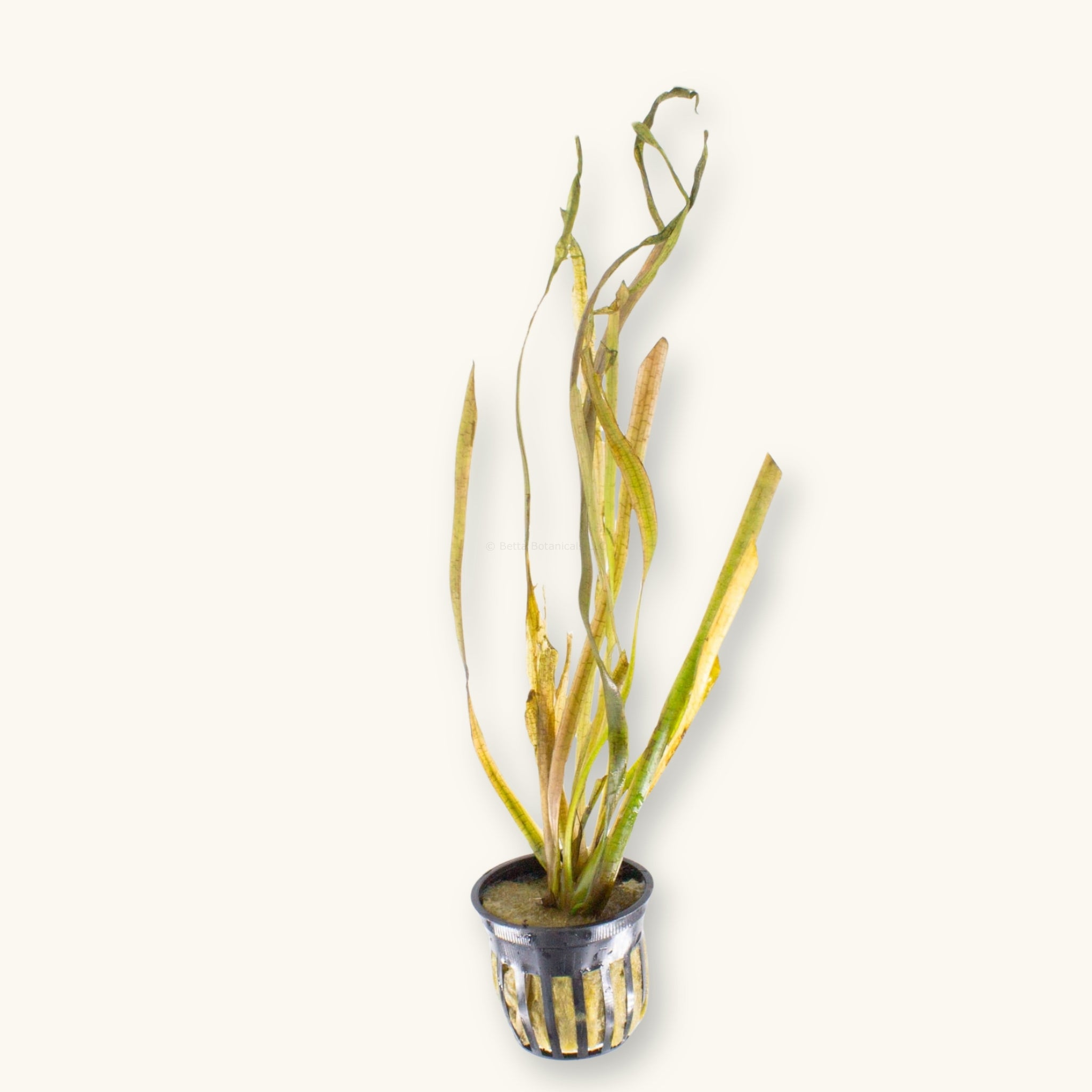 Vallisneria americana plant in a pot for use in blackwater aquariums, photographed on a natural background at Betta Botanicals.