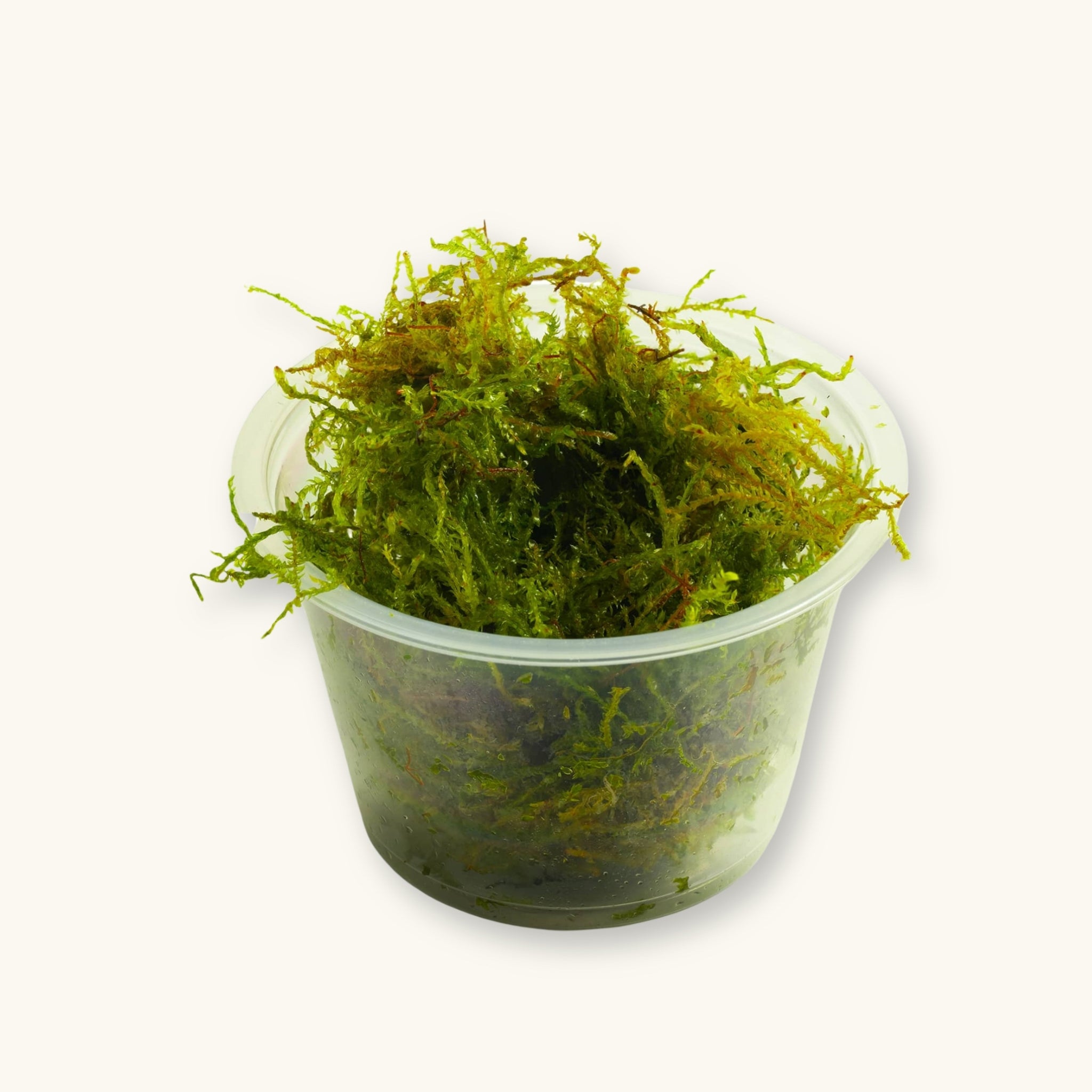 A Weeping Moss plant in a culture cup for low-tech blackwater aquariums, photographed against a natural background at Betta Botanicals.