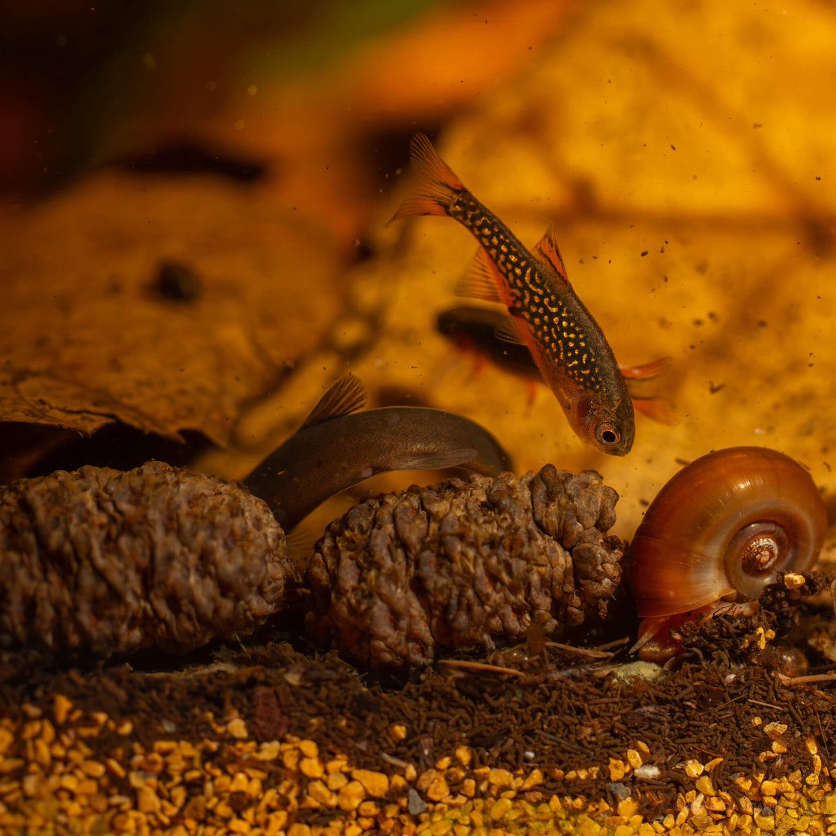 Two natural, brown alder cones on a detritus and gravel substrate with a celestial pearl danio swimming above and an orange ramshorn snail beside them, photographed in a blackwater aquarium by Alex Kao for Betta Botanicals.