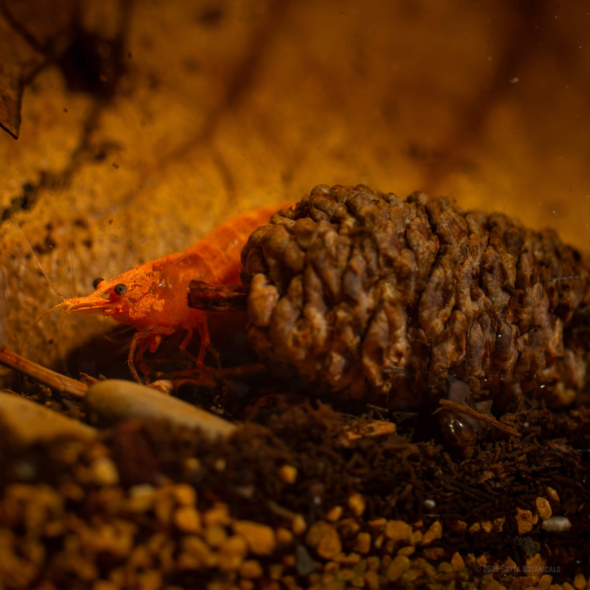 A red cherry shrimp beside a natural alder cone resting on fine detritus and gravel substrate, with a small snail and twig fragments nearby, photographed in a blackwater aquarium by Alex Kao for Betta Botanicals.