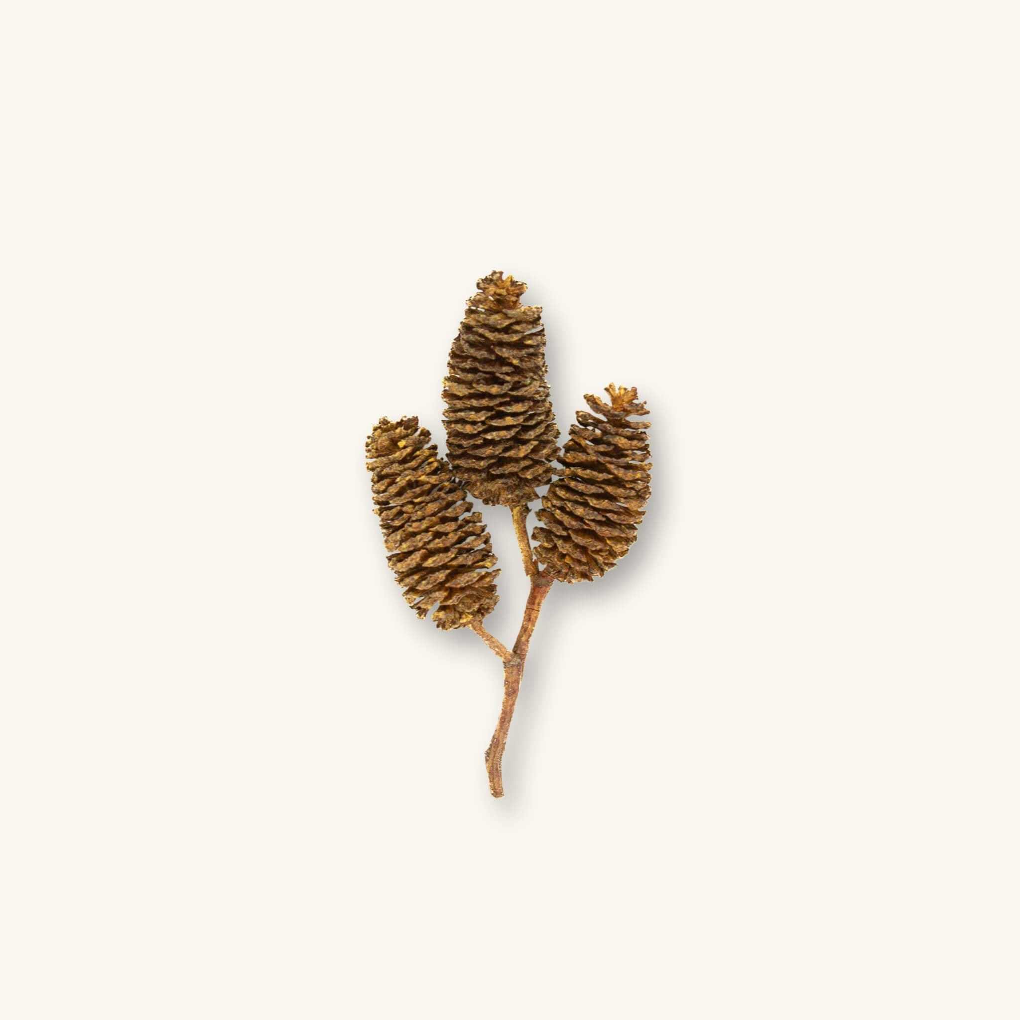 A single sprig of alder cones (Alnus rubra) in brown hues for vivariums, photographed on a natural background at Betta Botanicals.