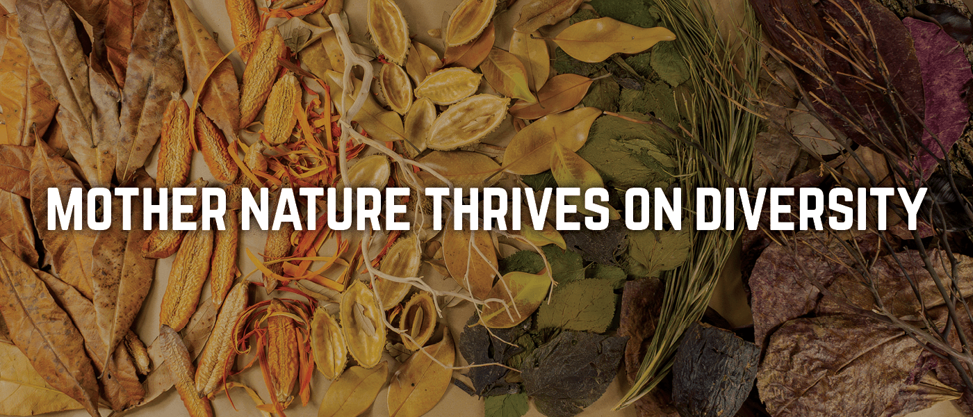 A flat lay of leaf litter, seed pods, bark and wood showing the red/orange/yellow/green/purple hues of the rainbow across the botanicals, photographed on brown kraft paper at Betta Botanicals.