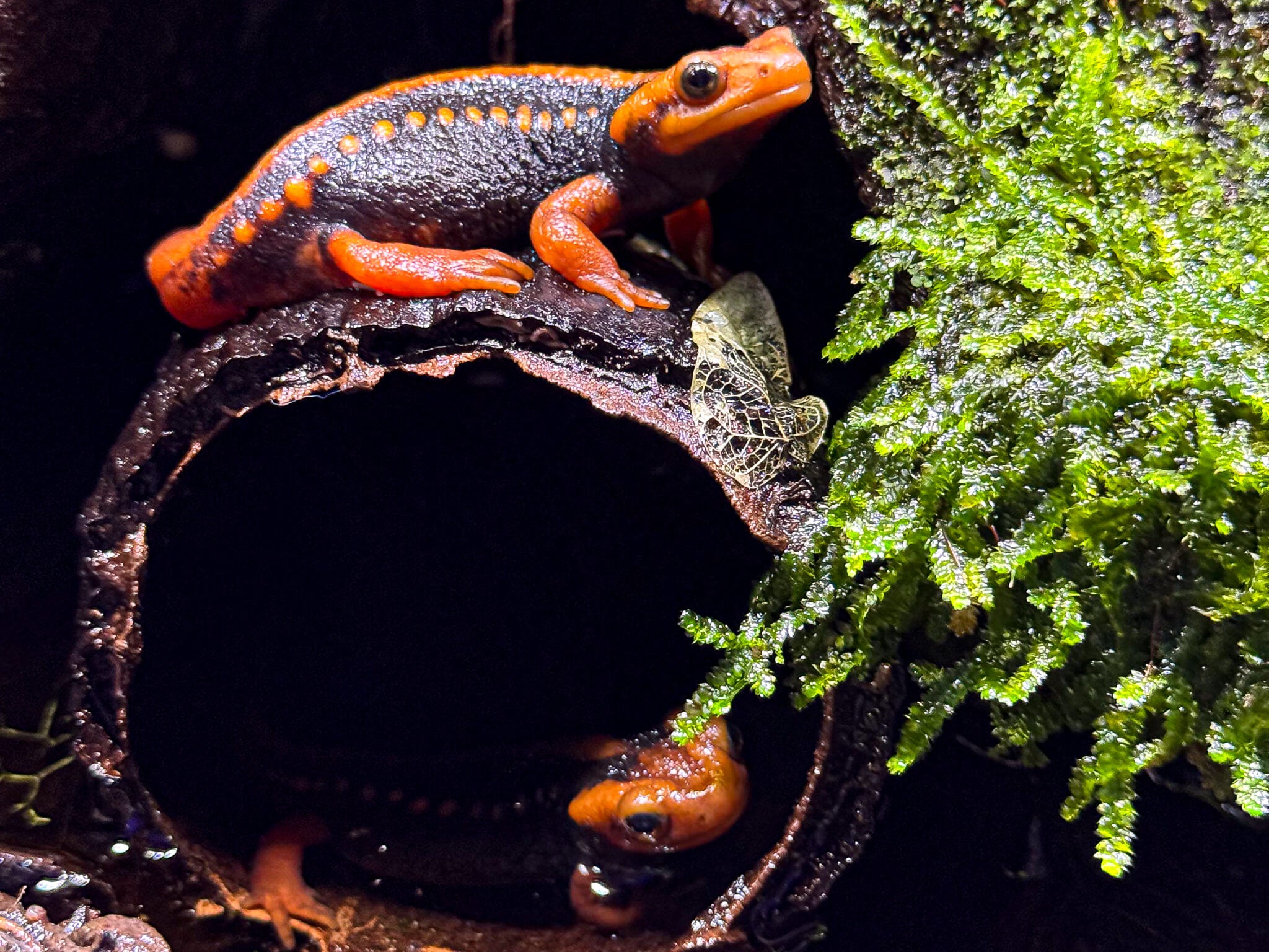 A wet brown cacao pod with emperor newts that are black and orange resting on the pod, next to green java moss at Betta Botanicals.