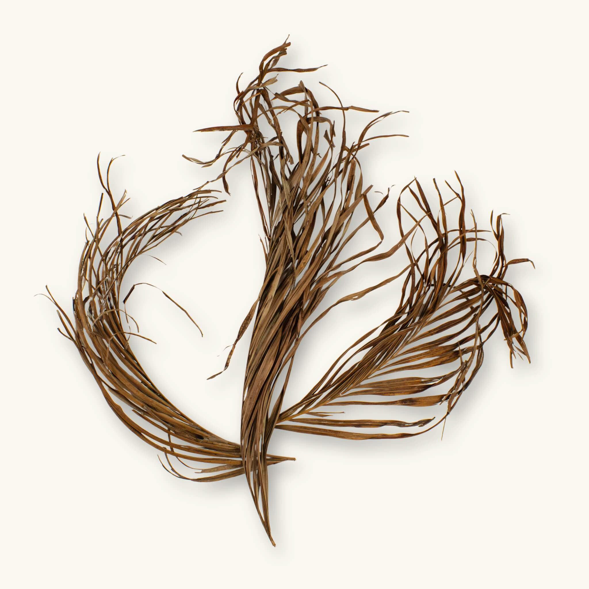A group of dried area palm fronds with curled brown leaves for biotope aquariums, photographed on a natural background at Betta Botanicals.