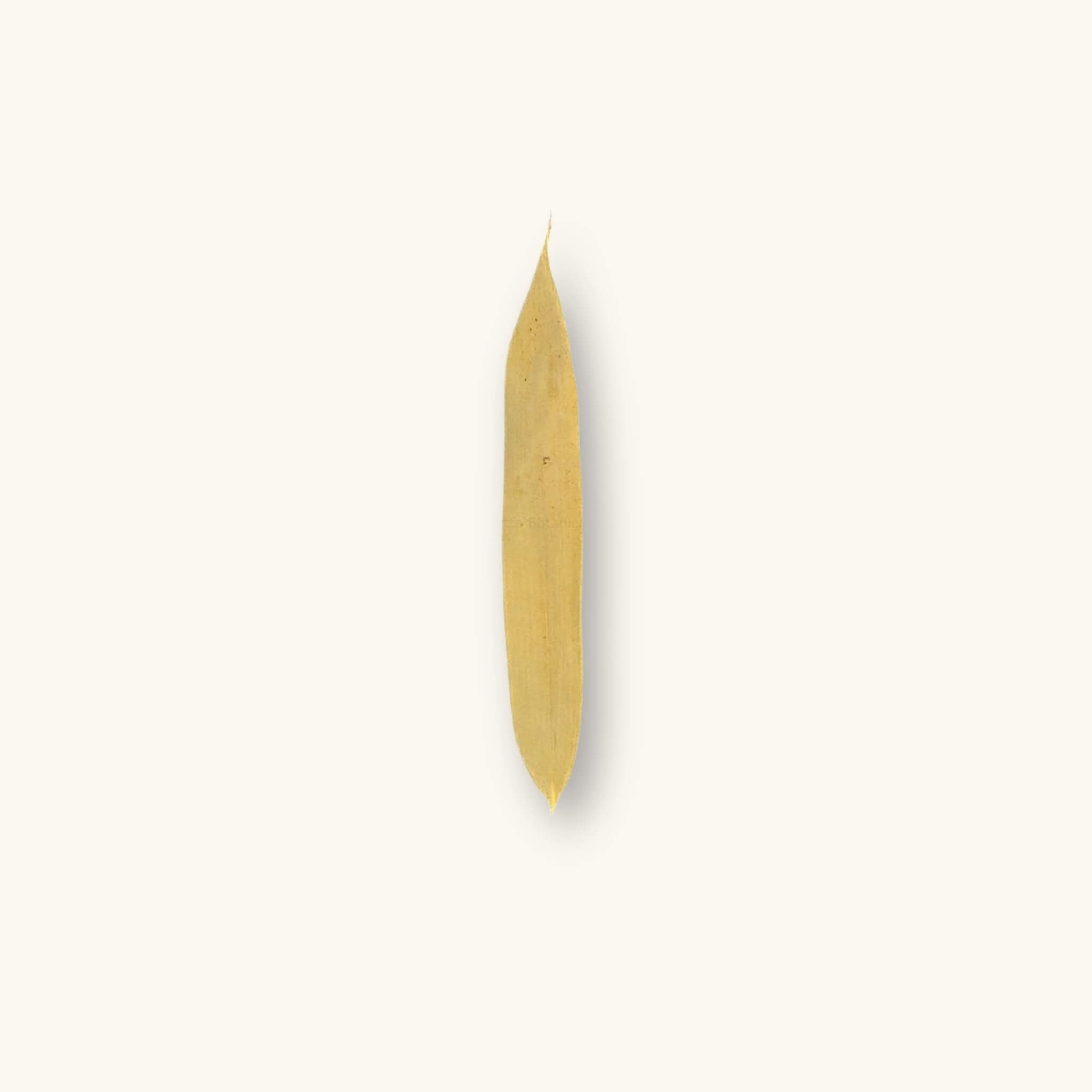 A long, narrow, yellow-brown bamboo leaf (Bambusa sp.) for blackwater aquariums, photographed on a natural background at Betta Botanicals.