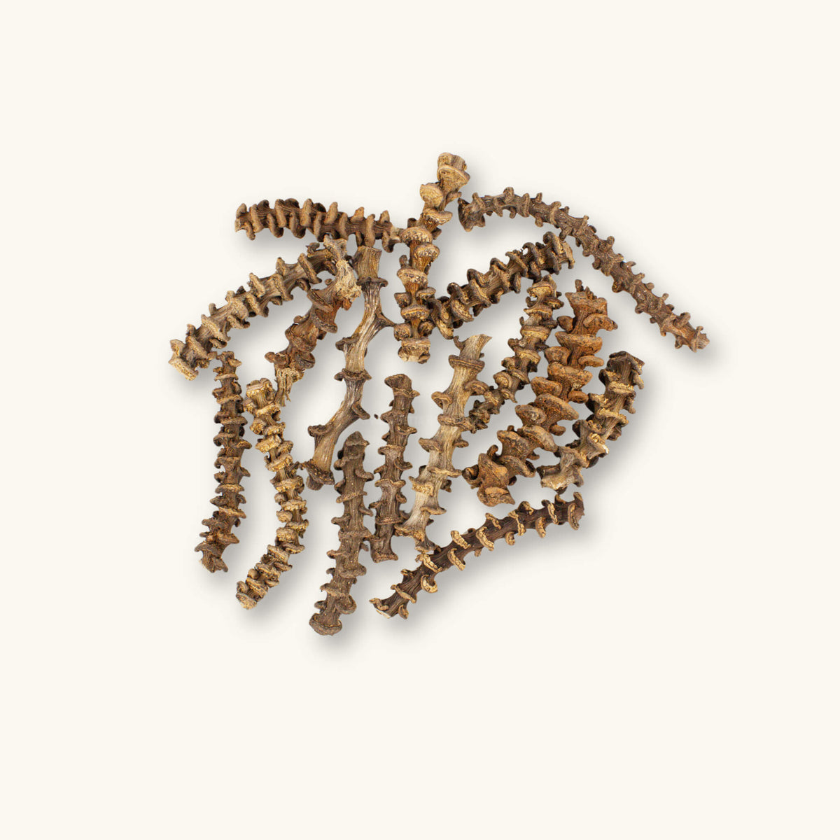 A group of dried banana stems in varying lengths with ringed nodes and ridged brown and tan surfaces, a botanical used in blackwater aquariums and shrimp tanks, photographed on a natural background at Betta Botanicals.