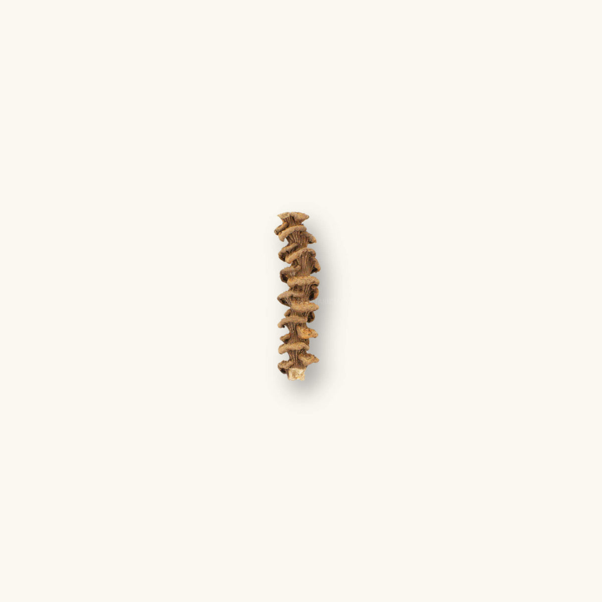 A single dried banana stem with tan and brown ringed nodes and fine ridges along its length, a botanical used in blackwater aquariums, photographed on a natural background at Betta Botanicals.