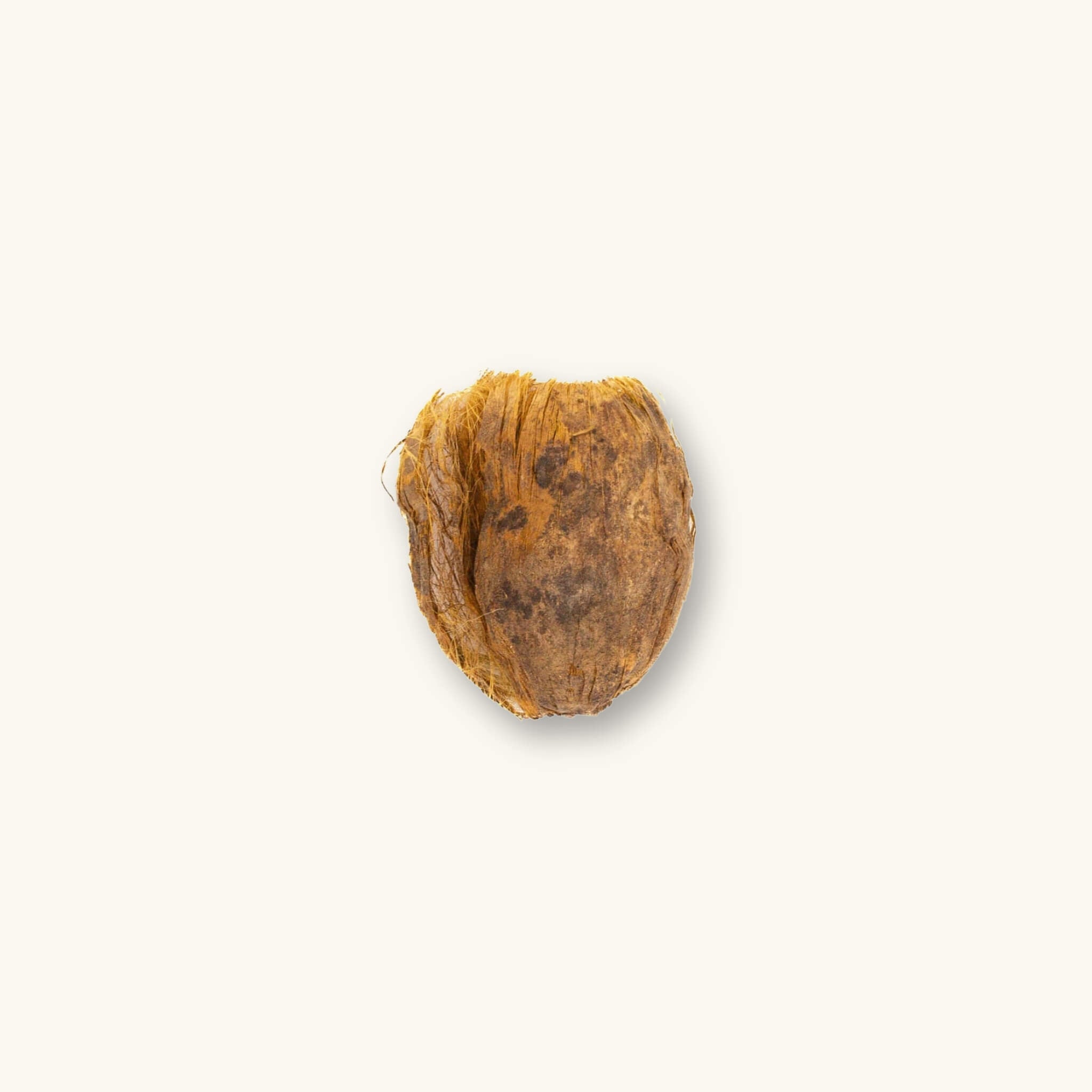 Brown and tan fibrous betel nut pericarps (Areca catechu) for blackwater aquariums, photographed on a natural background at Betta Botanicals.