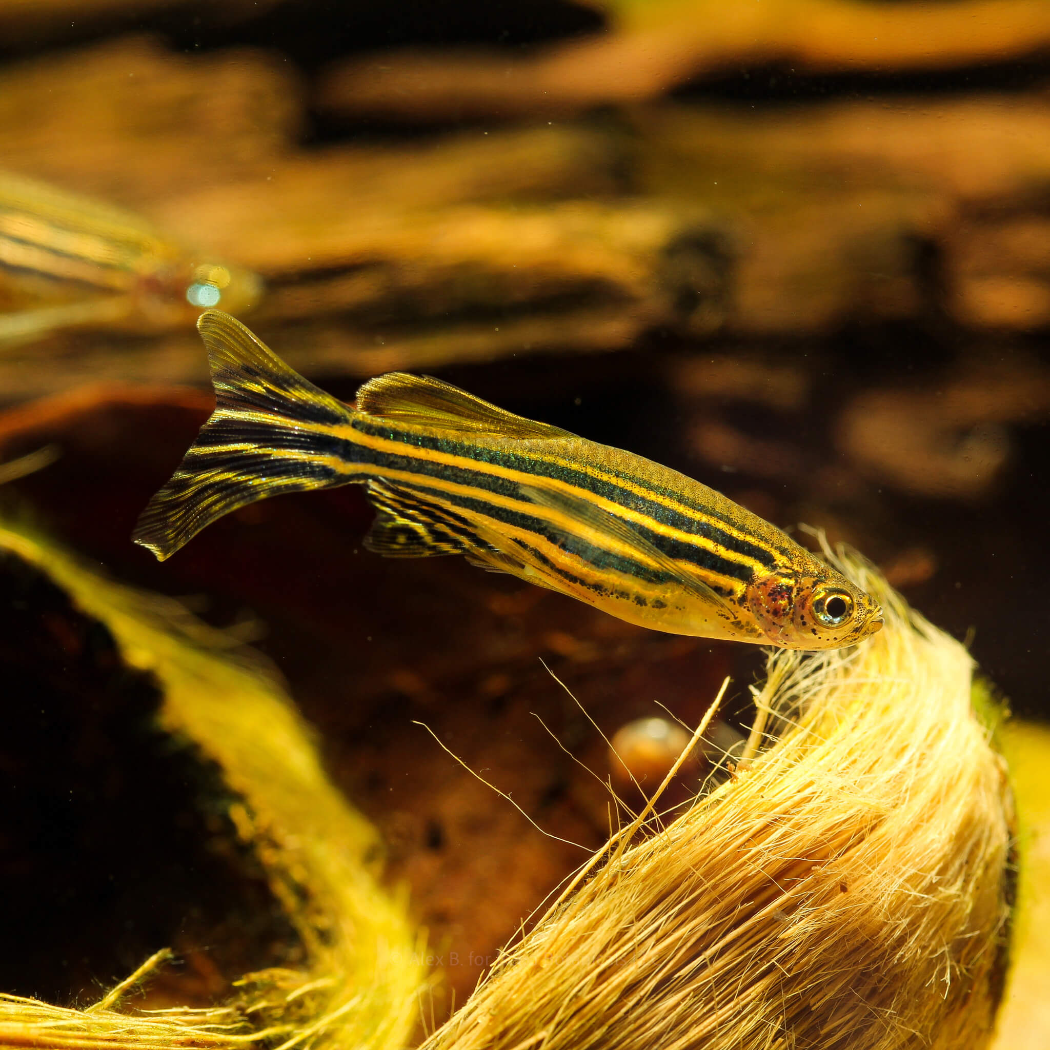 A light brown and fibrous betel nut seed pod in a blackwater aquarium with a Zebra Danio fish at Betta Botanicals.