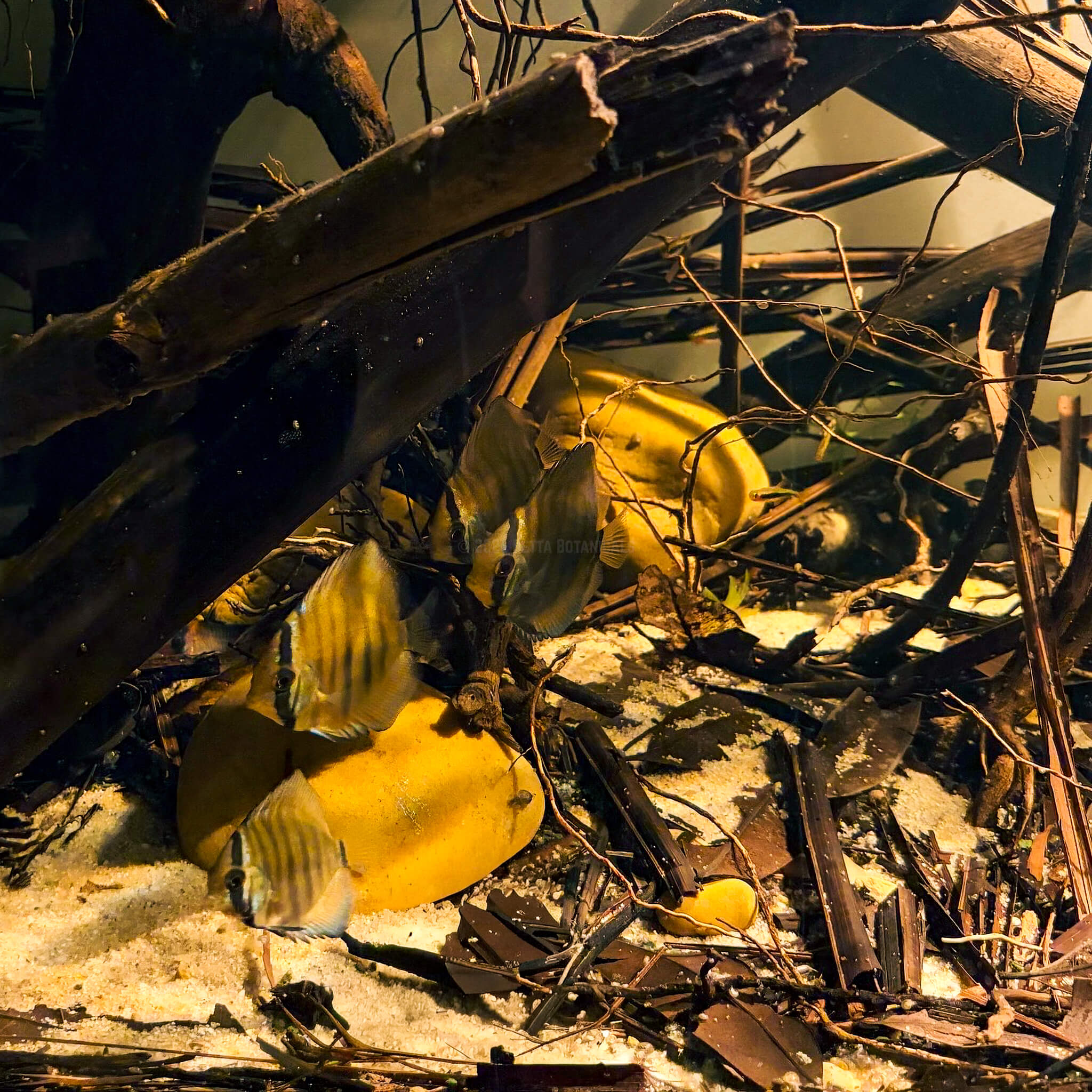 Brown aquarium drift wood and fragmented botanicals and leaf litter on top of white sand, with yellow and black discus fish, photographed by Remco S for Betta Botanicals.