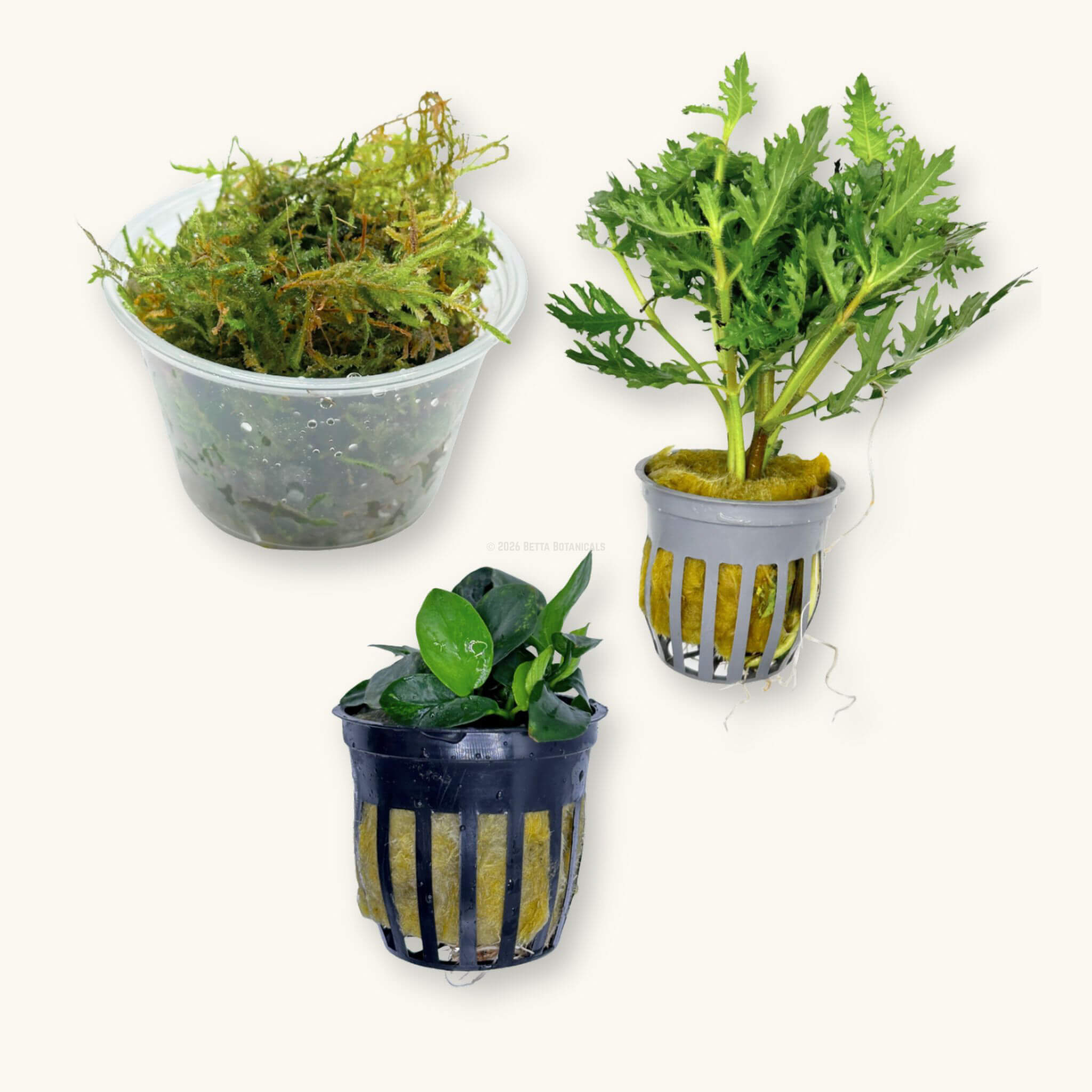 Betta Plant Pack for the Botanical Method Aquarium