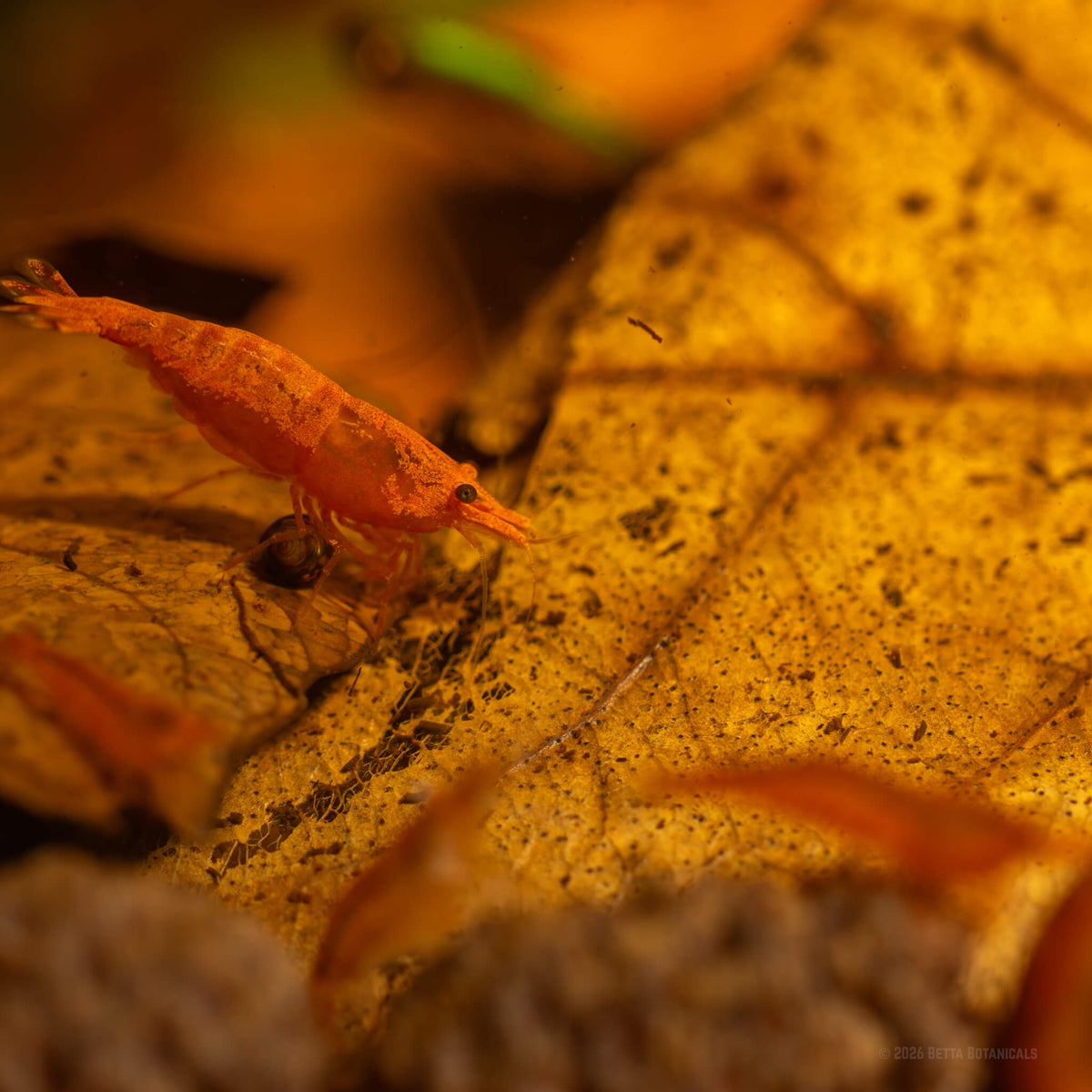 A red cherry shrimp standing on the surface of an amber catappa leaf speckled with detritus and biofilm, with a small dark snail beside it, photographed in a blackwater aquarium by Alex Kao for Betta Botanicals.