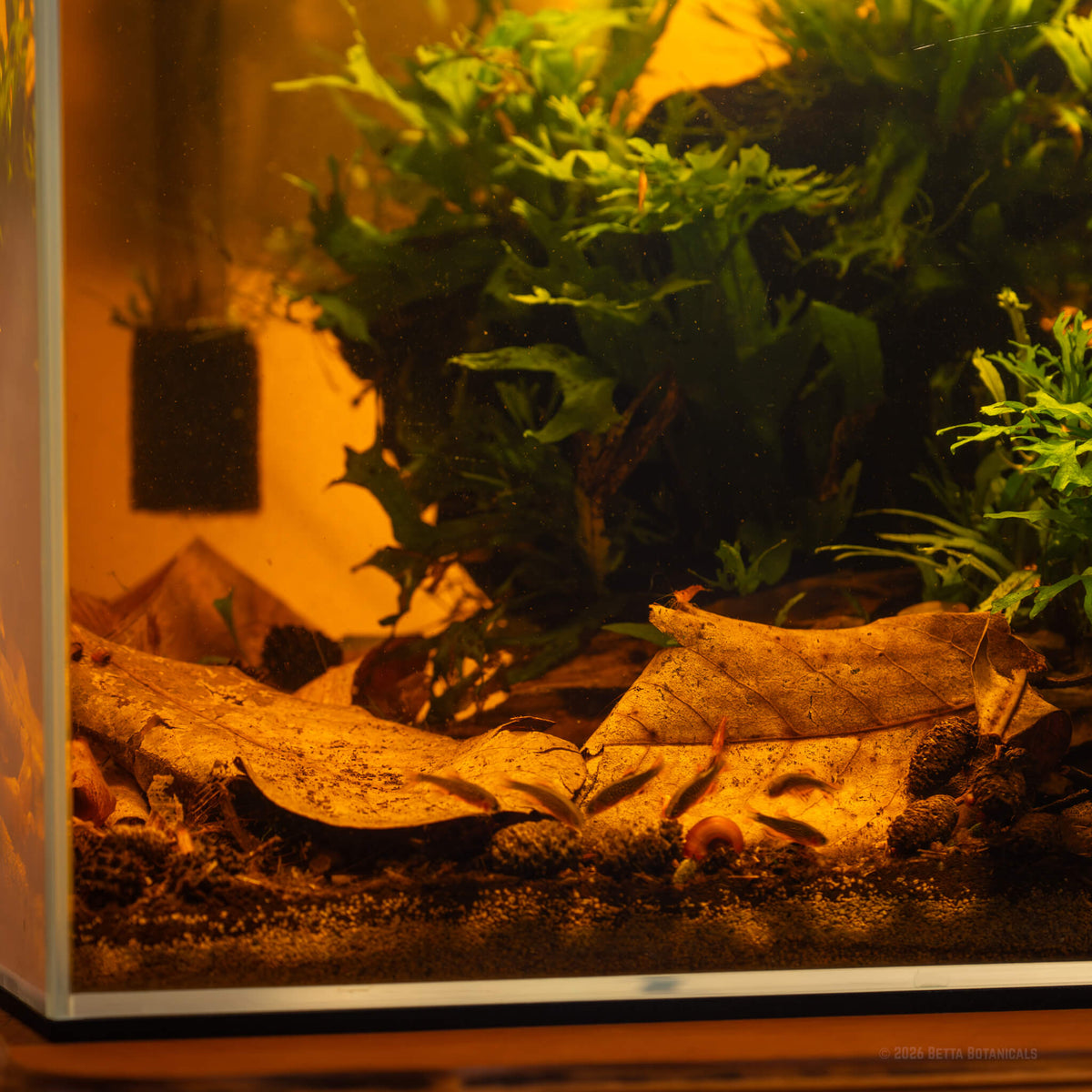 A side view of Indian almond leaves and alder cones resting on dark fine substrate, with celestial pearl danios and red cherry shrimp below dense ferns, photographed in a blackwater aquarium by Alex Kao for Betta Botanicals.