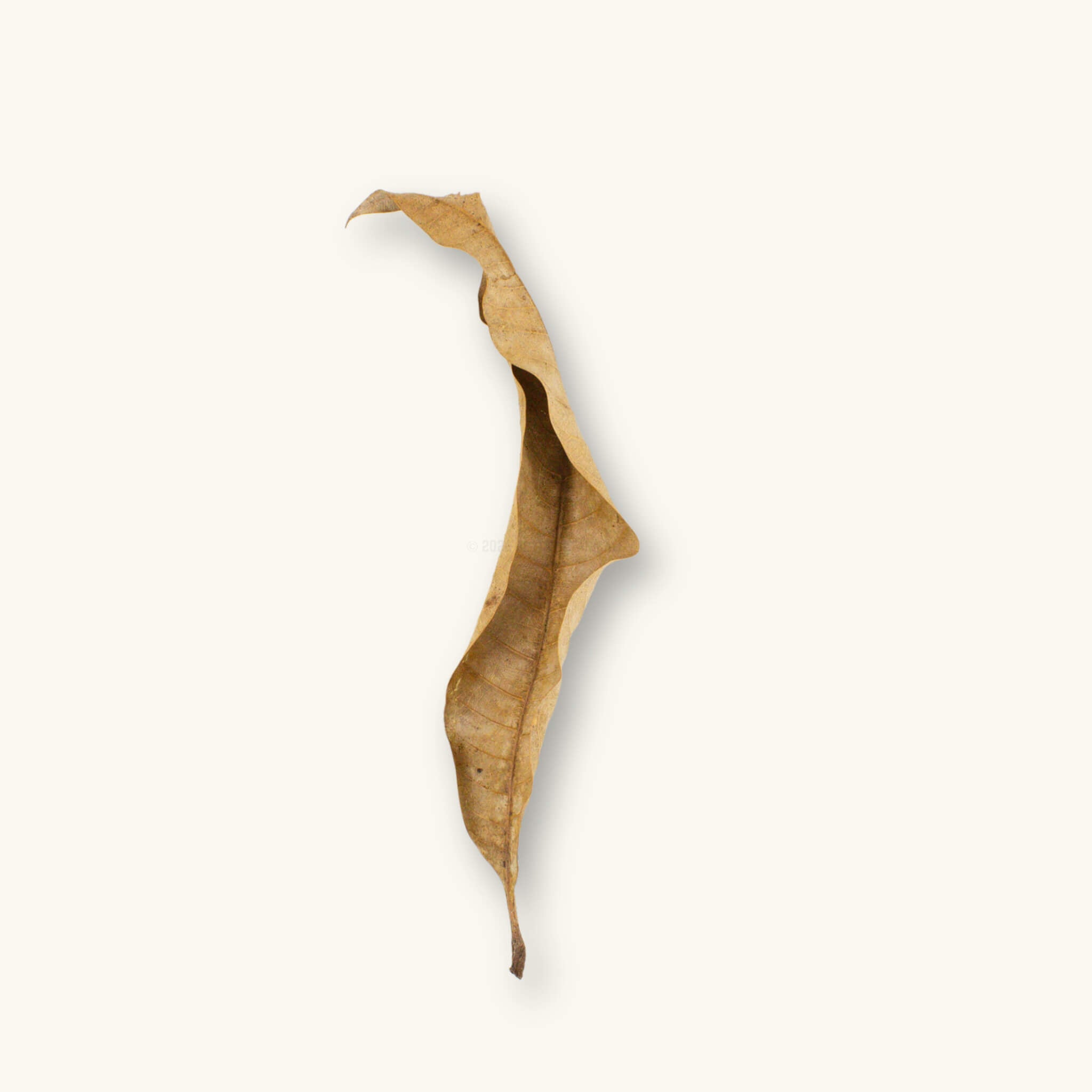 A single dried mango leaf with a curled blade and darkened patches, providing leaf litter and a foraging surface for dart frogs in a bioactive vivarium, photographed on a natural background at Betta Botanicals.