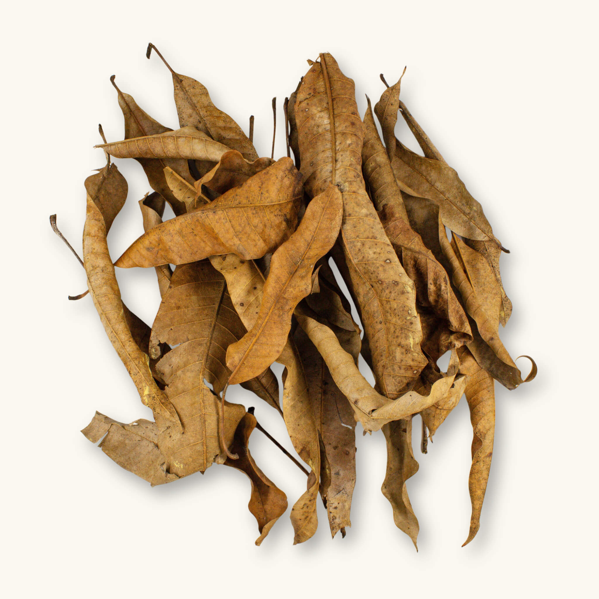 A pile of dried brown mango leaves with curled edges and veins, providing leaf litter and refuge in a blackwater aquarium or bioactive vivarium, photographed on a natural background at Betta Botanicals.