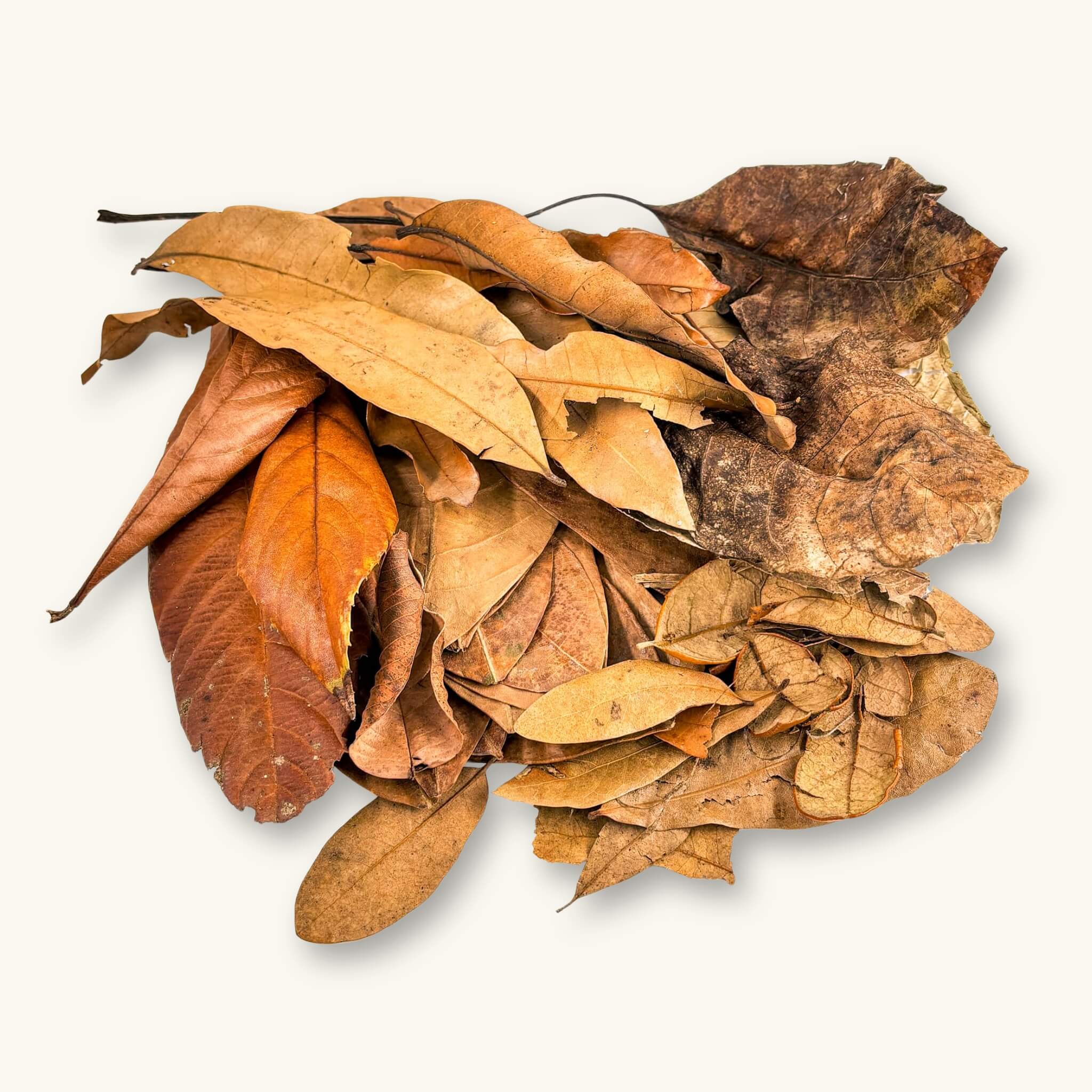 A pile of brown, red, yellow, and amber leaf litter for the aquarium or vivarium, photographed on a natural background at Betta Botanicals.