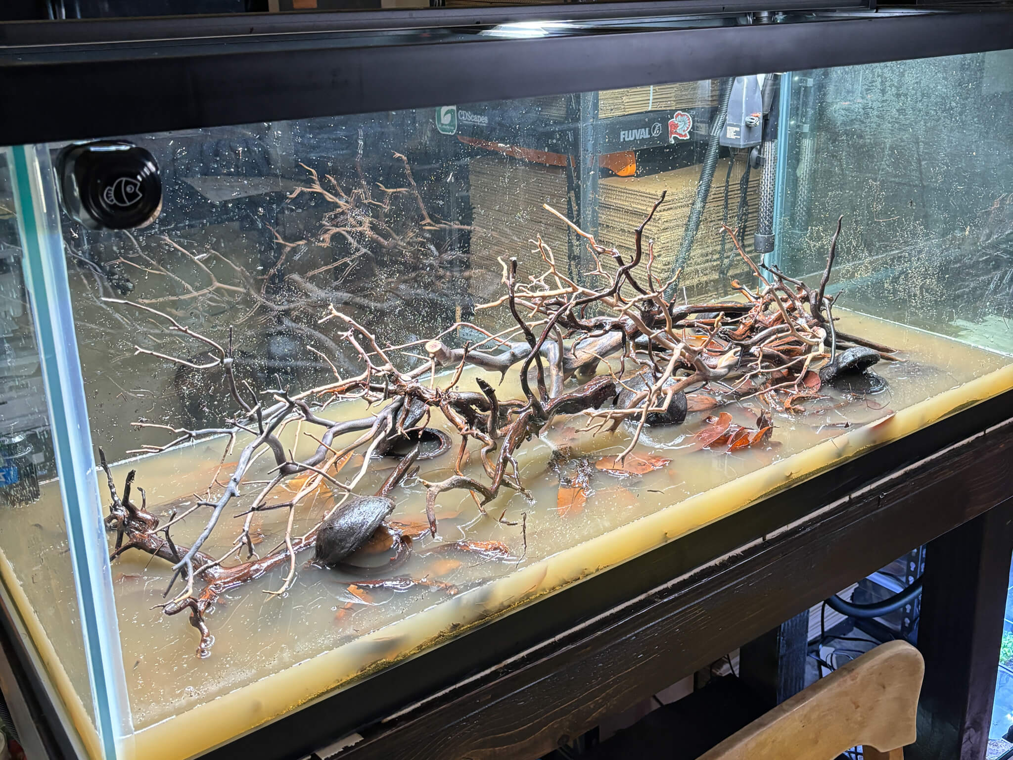 An empy 75 gallon botanical method aquarium full of cloudy tannin stained water, brown seed pods, and brown tangled aquarium wood at Betta Botanicals.