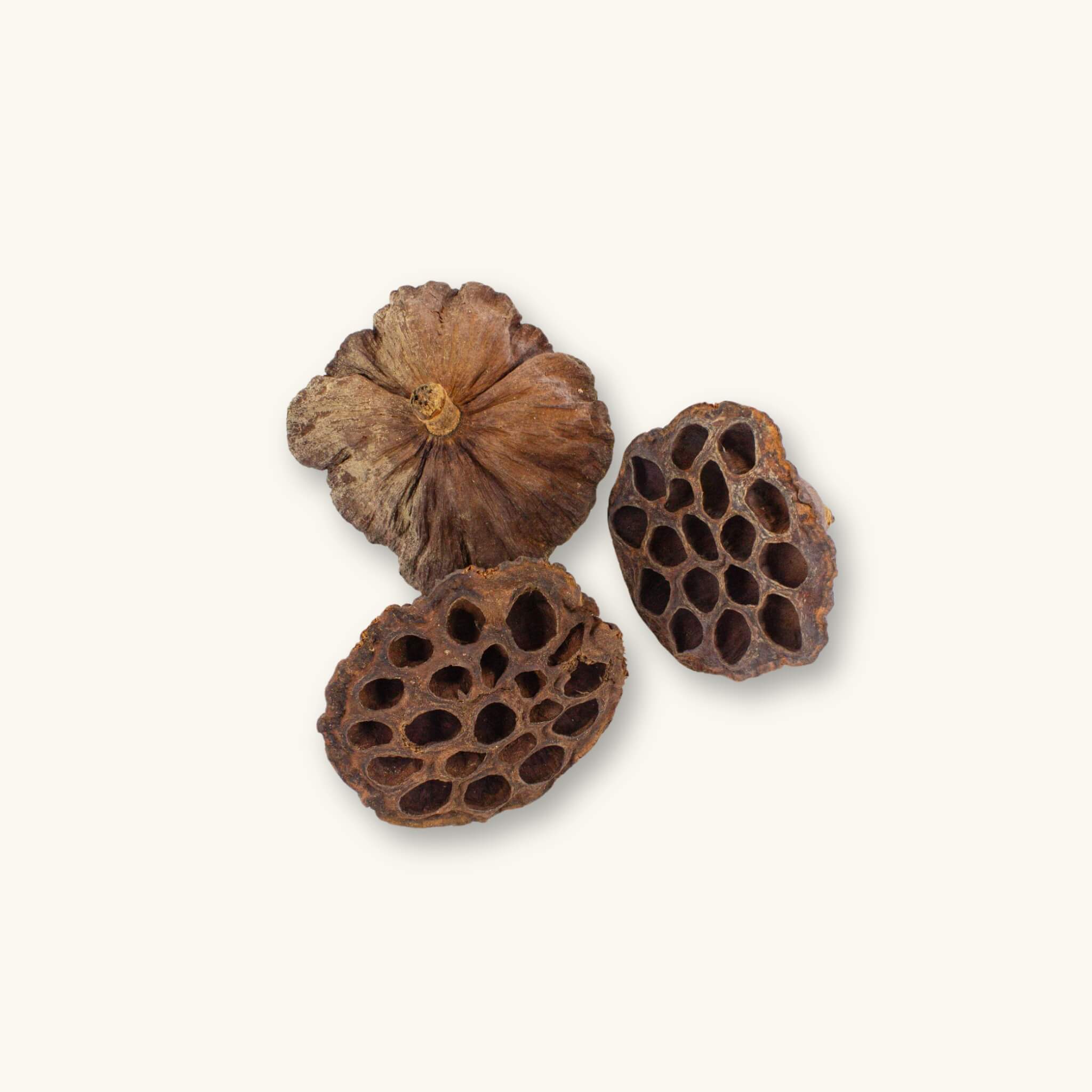 A group of three brown lotus pods with rough fibrous bottoms and pitted tops, photographed against a natural background at Betta Botanicals.
